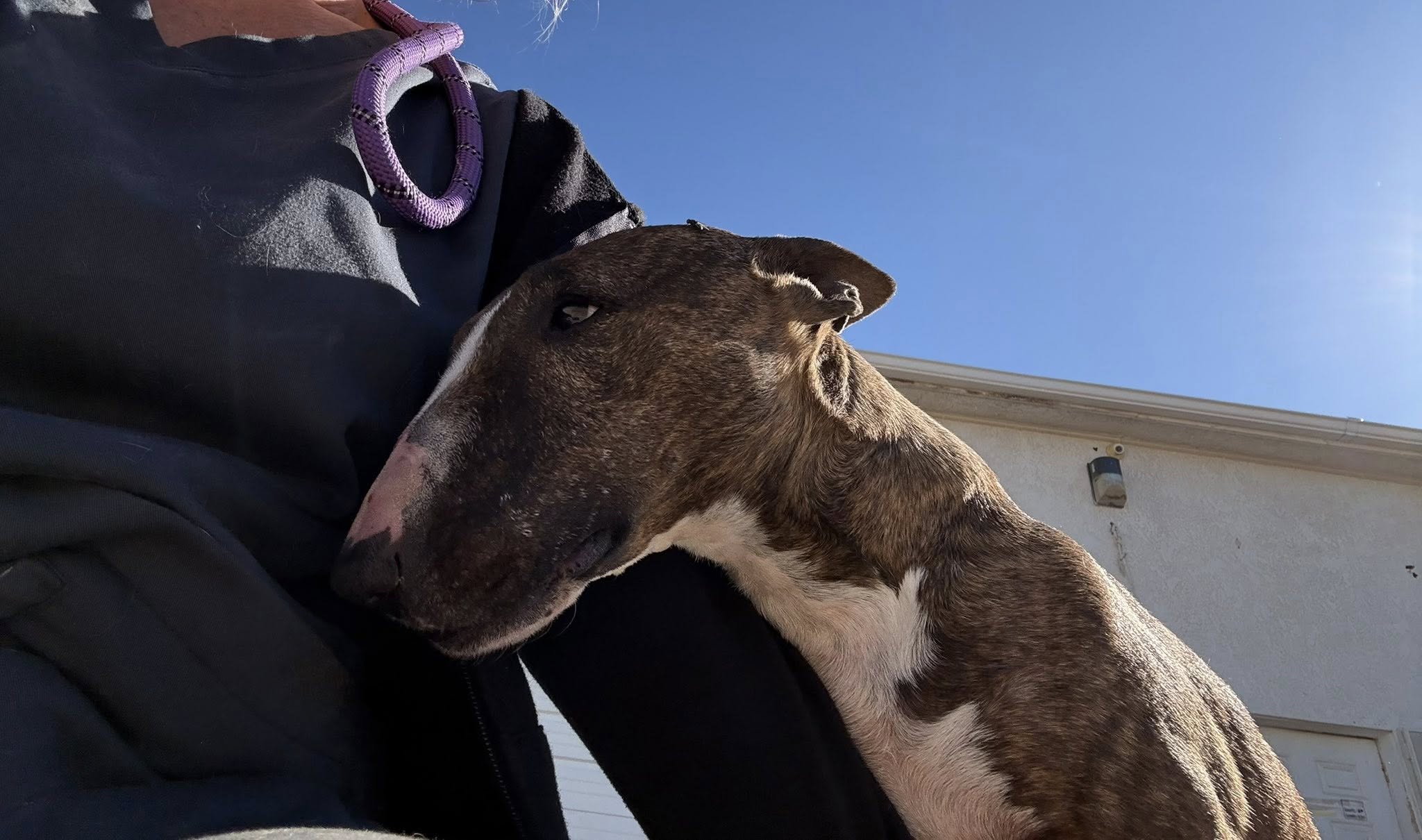 Pet5150 Fort Mohave