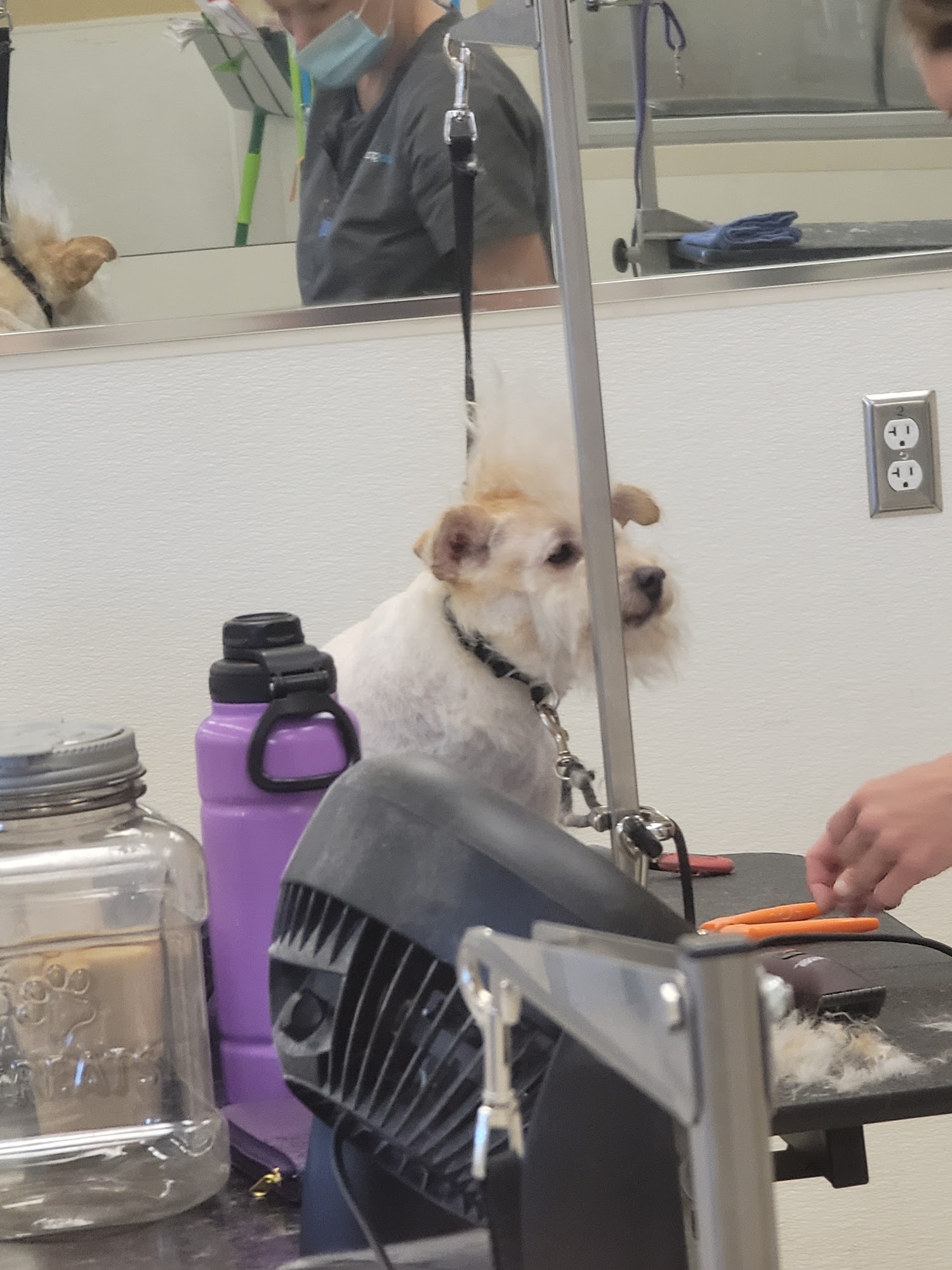Petco Fountain Hills