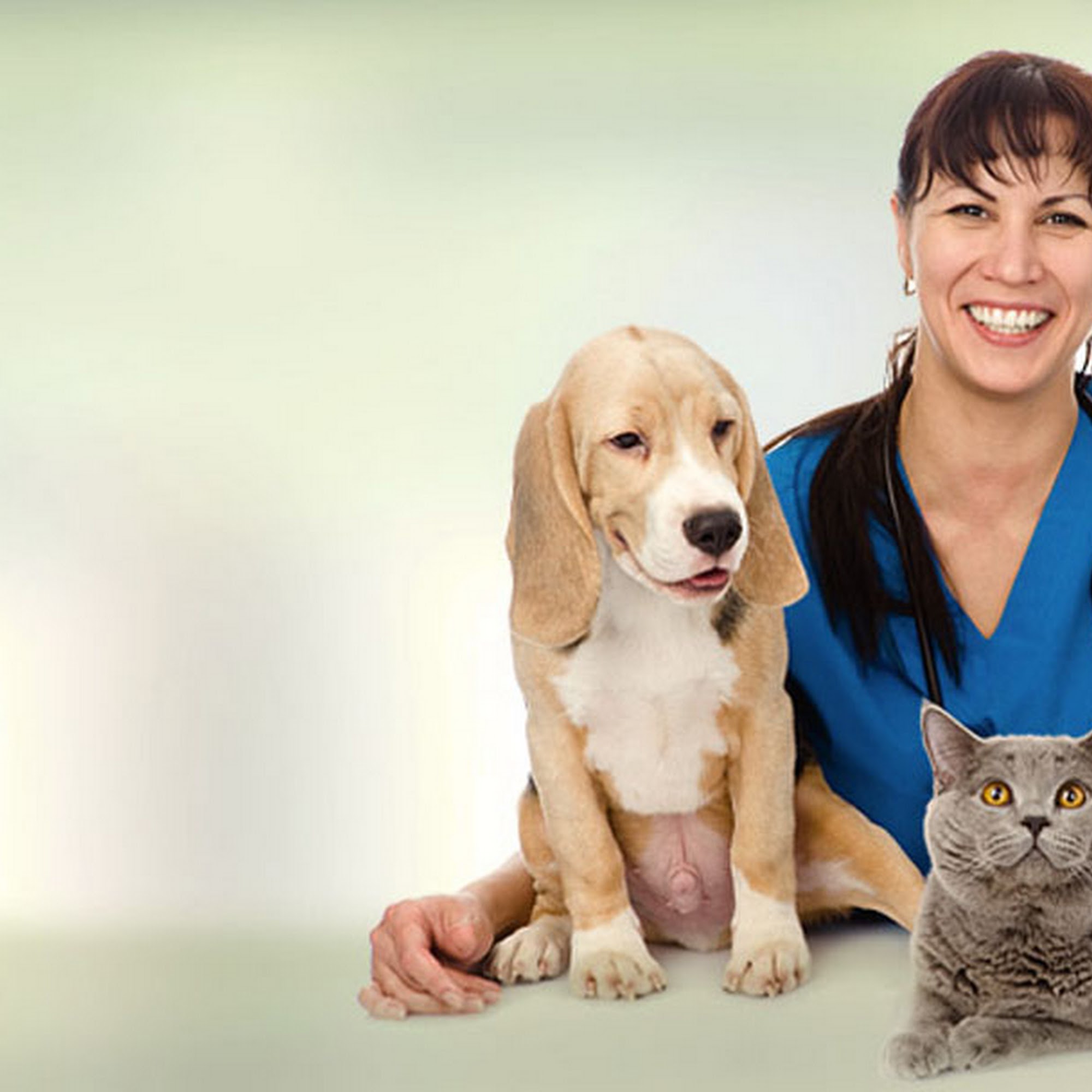 Friendship Pet Hospital Fountain Hills