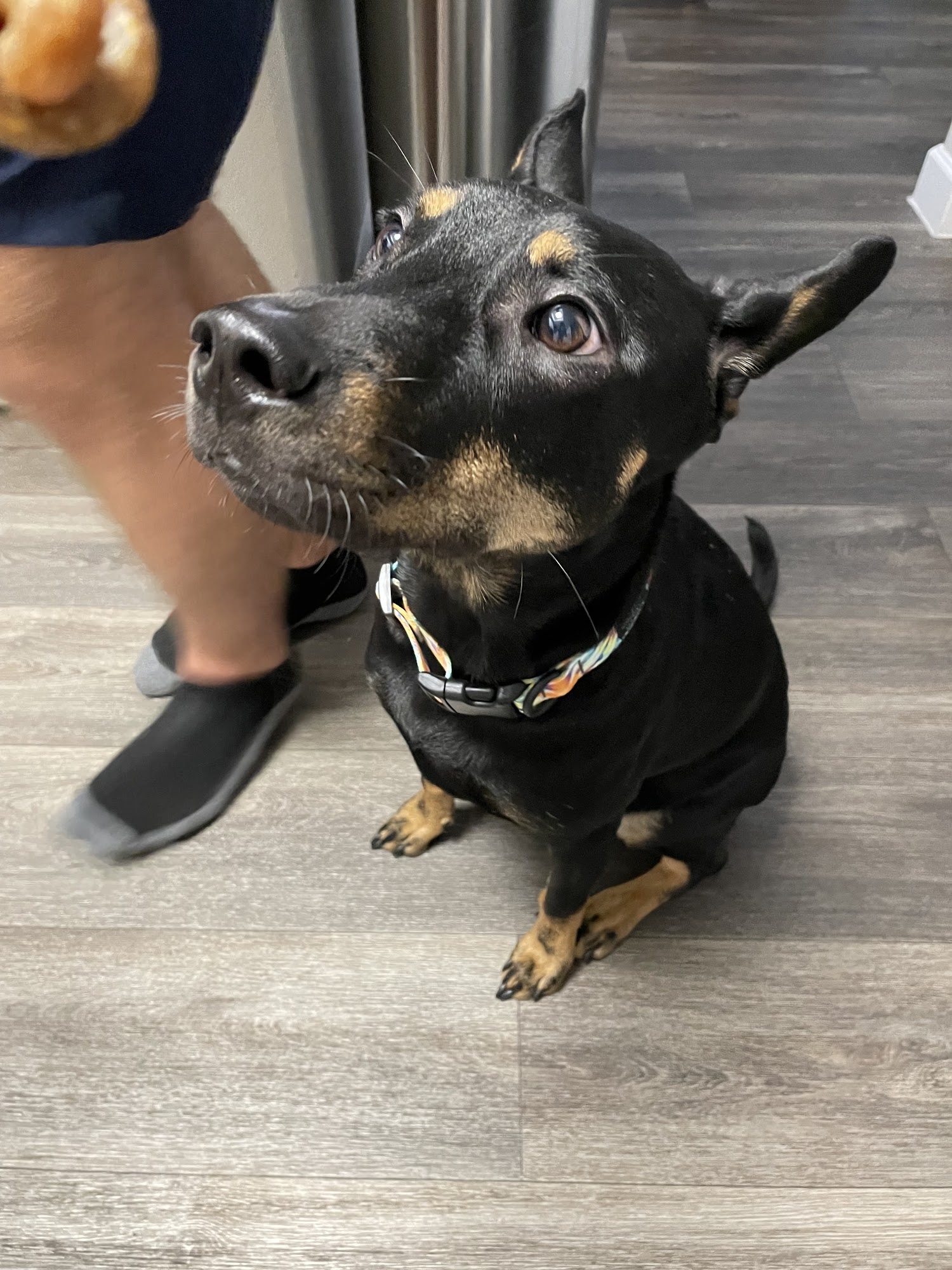 Caring Hearts Animal Clinic Gilbert