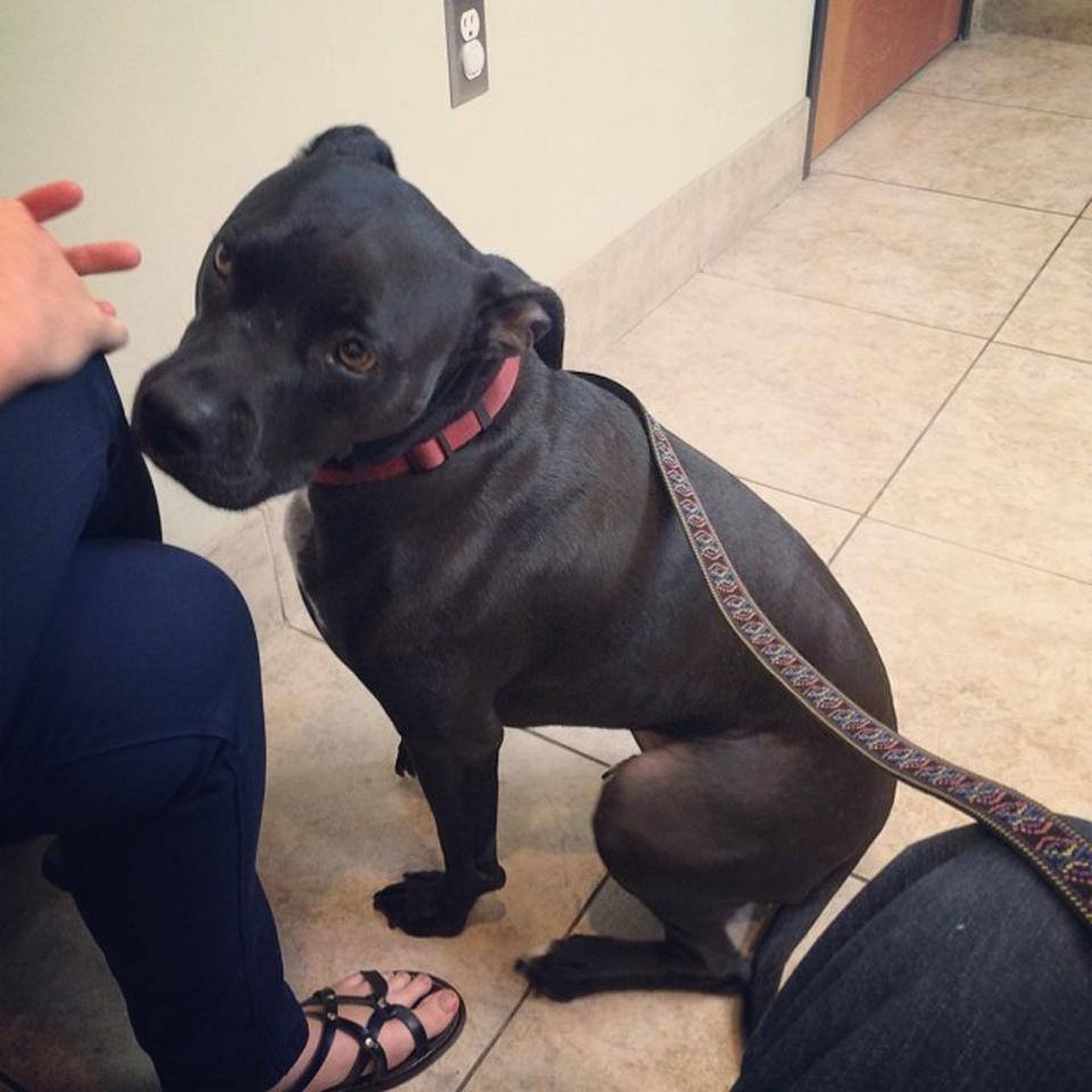 Gilbert Veterinary Hospital Gilbert