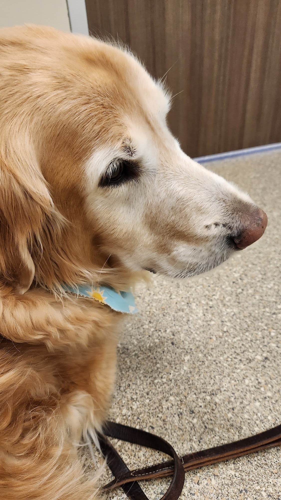 Arizona Animal Wellness Center Gilbert