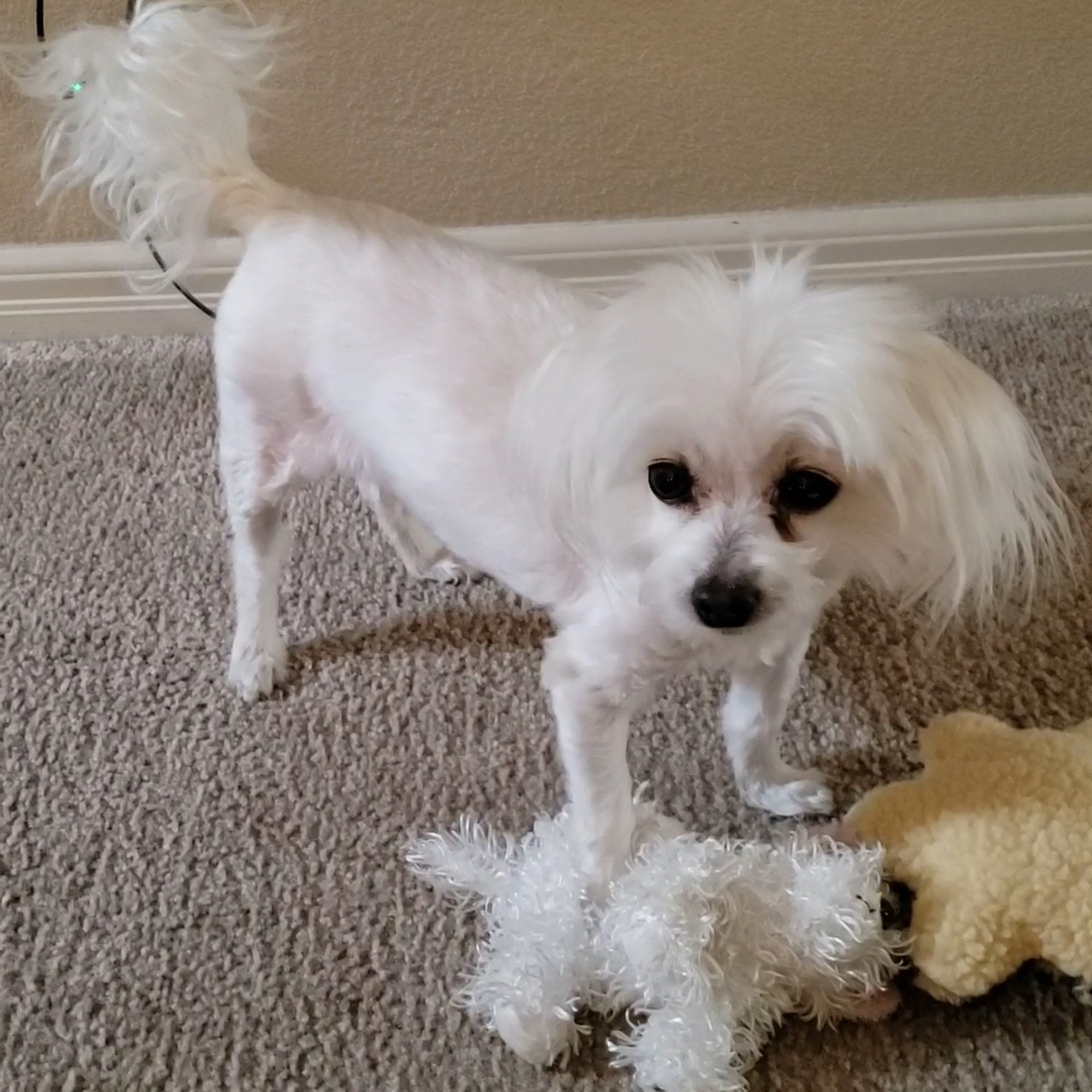 Desert Veterinary Medical Specialists Gilbert