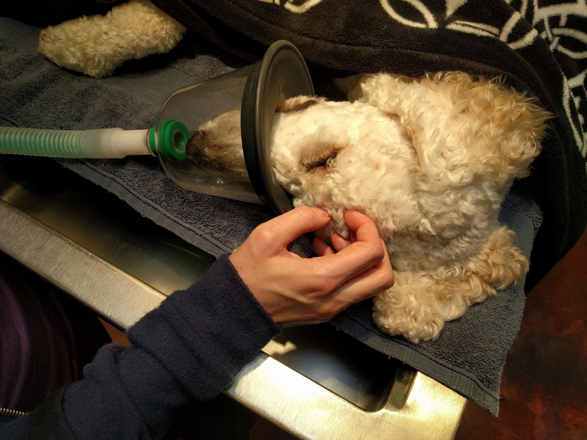 Cornerstone Animal Hospital Gilbert