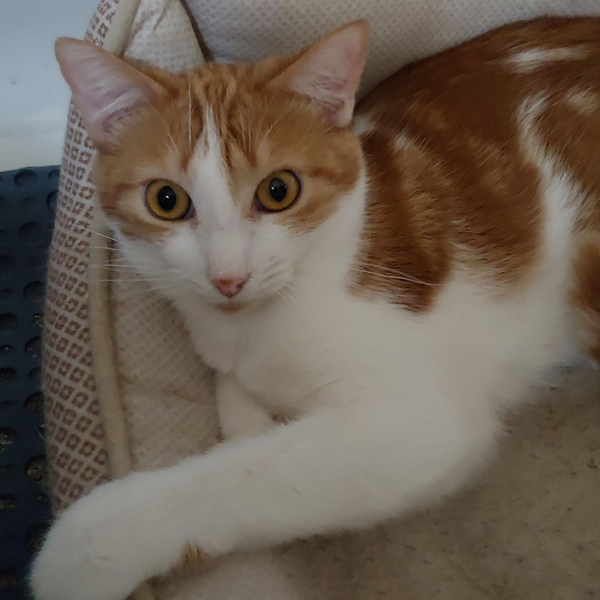 Cornerstone Animal Hospital Gilbert