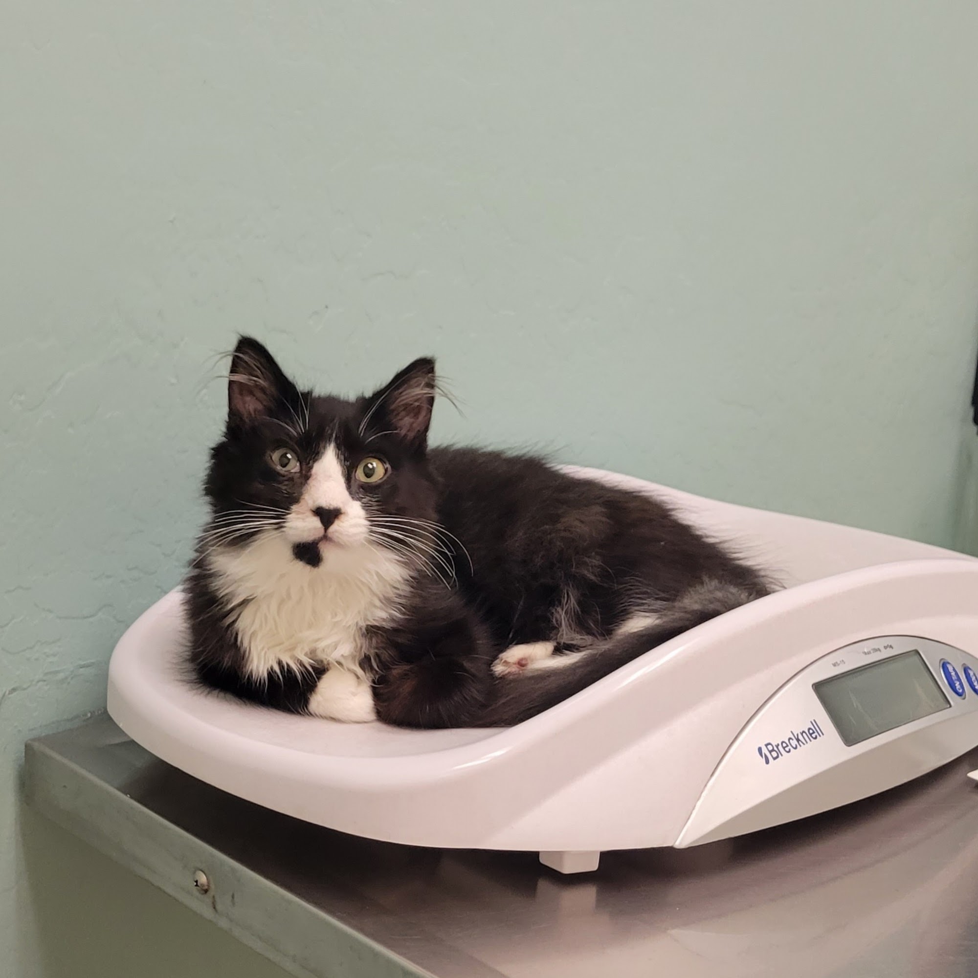 Crossroads Veterinary Hospital Gilbert