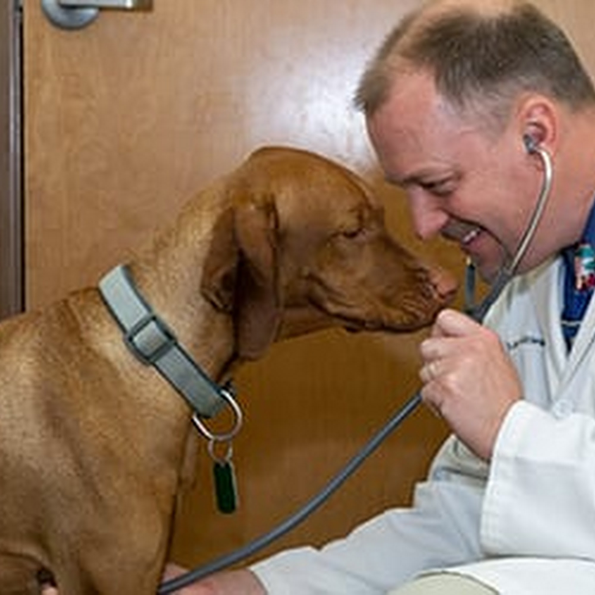 Priority Pet Hospital Gilbert