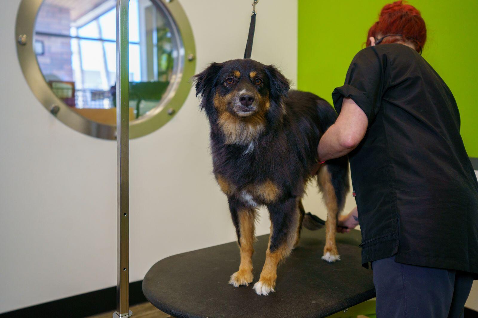 Paw Commons Pet Resort Gilbert