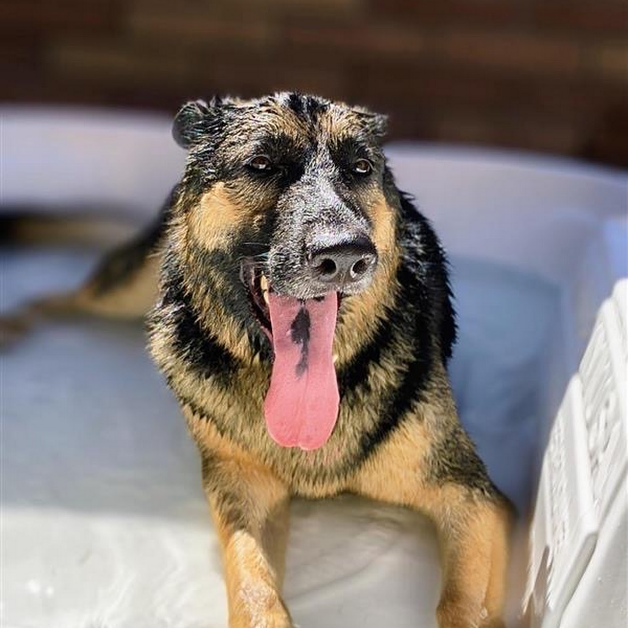 Paw Commons Pet Resort Gilbert