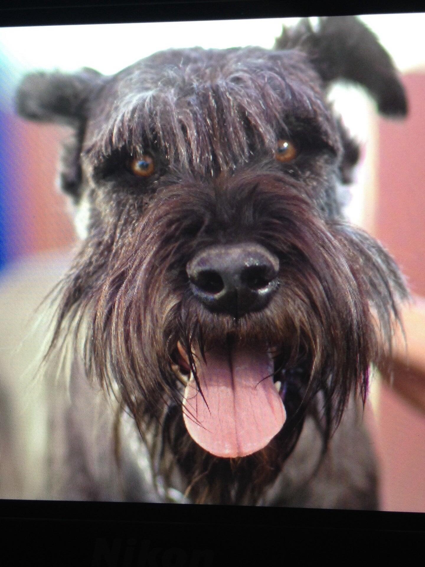Pete and Mac's Dog Boarding and Training Gilbert