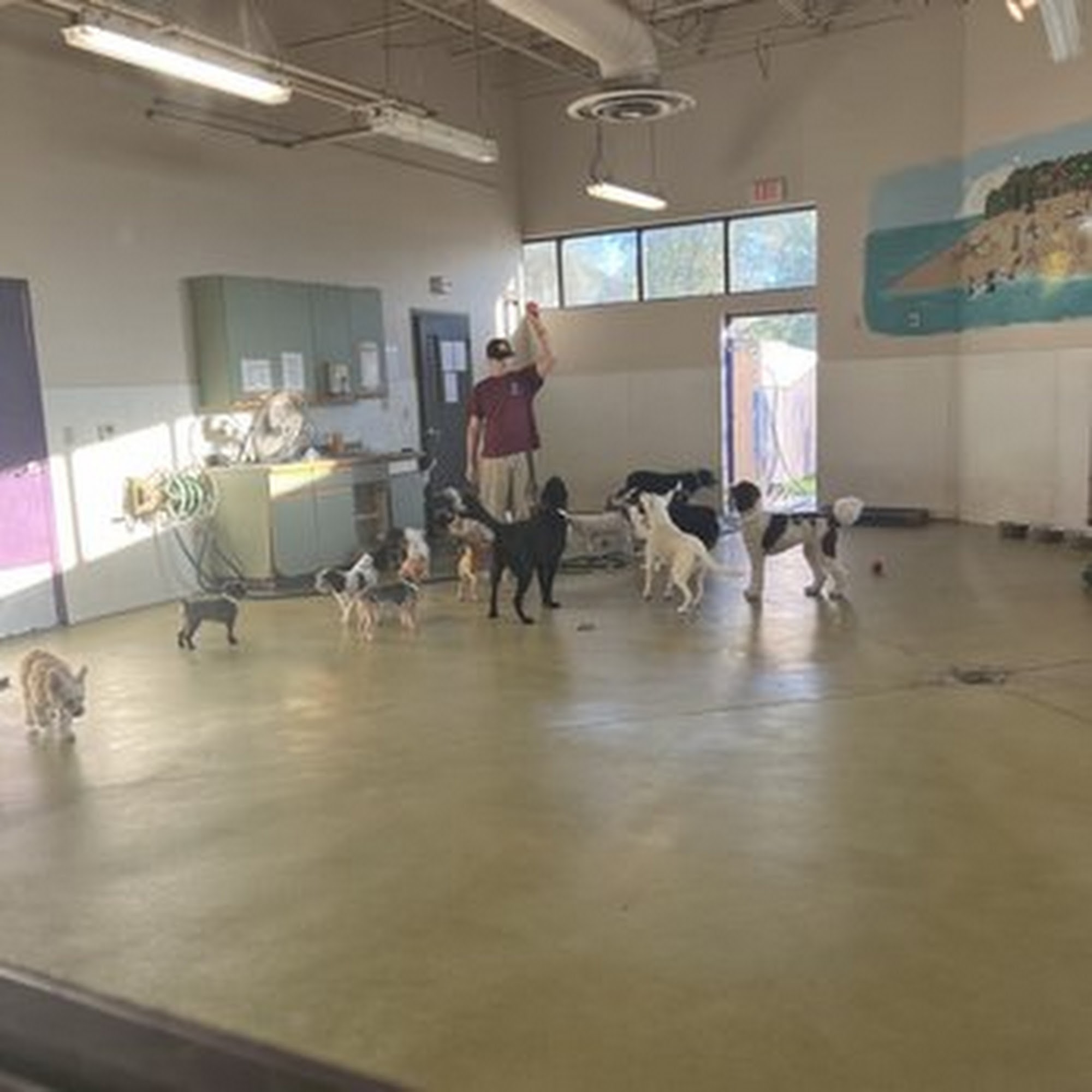 Pete and Mac's Dog Boarding and Training Gilbert