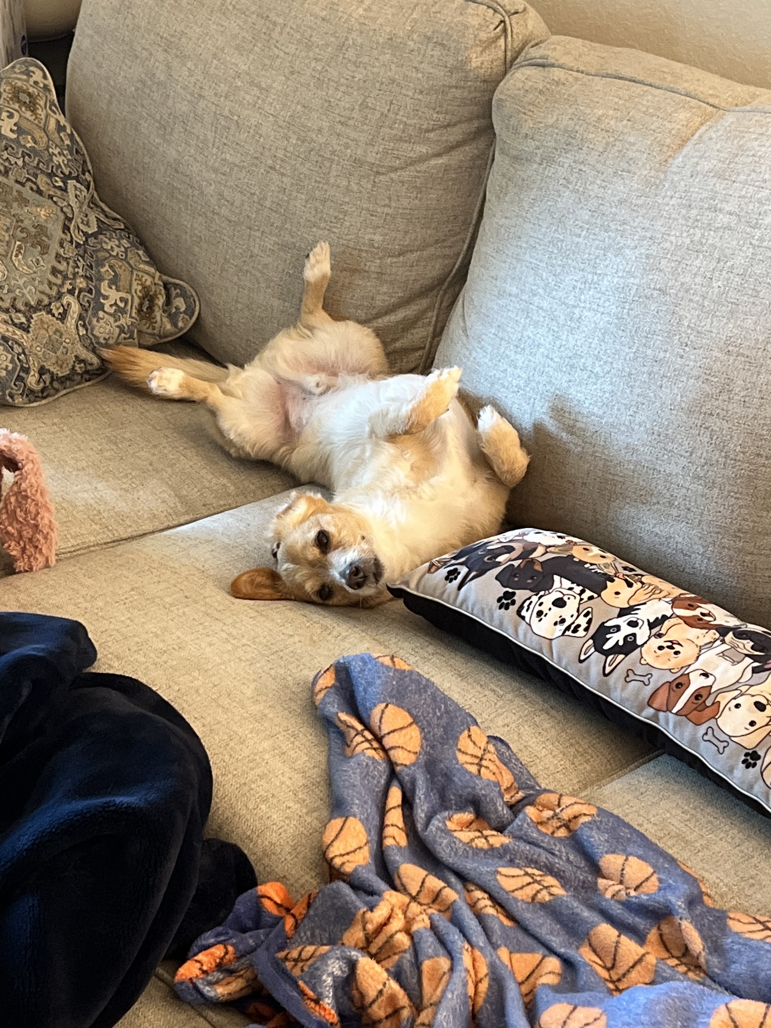 Lose The Leash Dog Training Gilbert