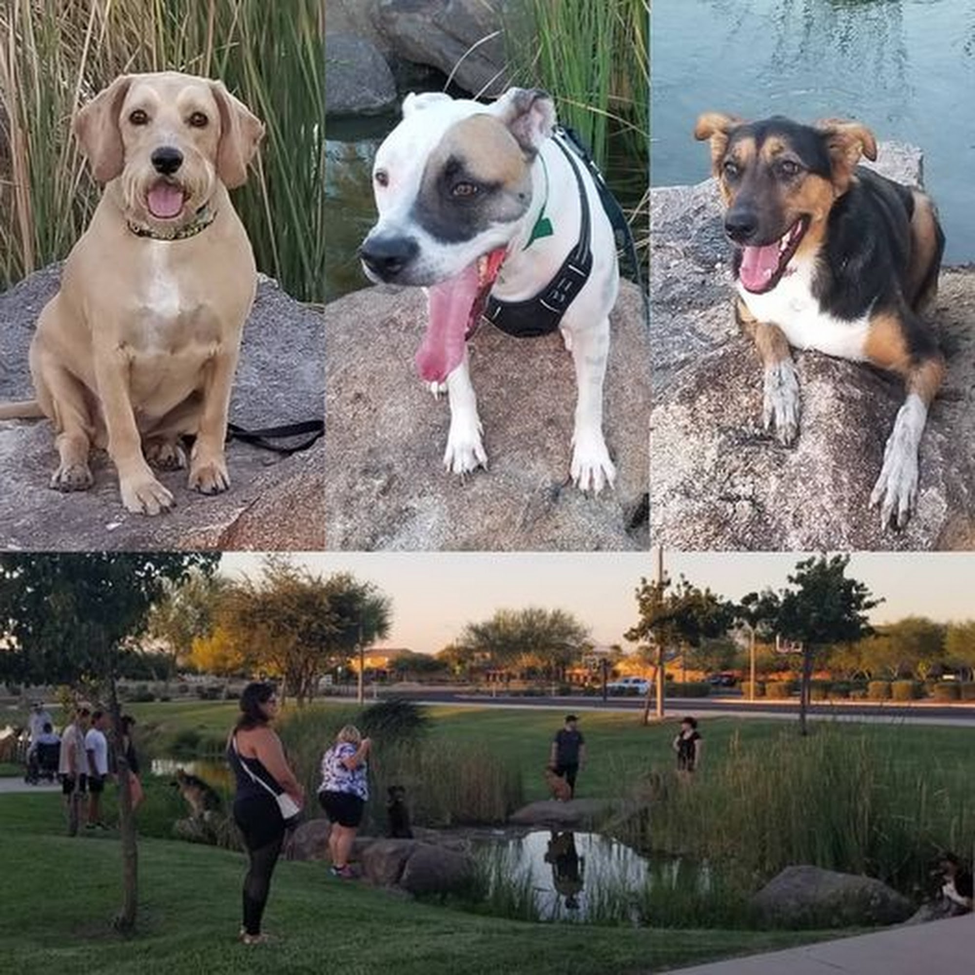 Lose The Leash Dog Training Gilbert