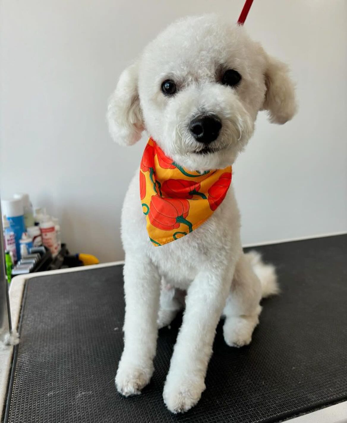 The Dog Spaw Gilbert