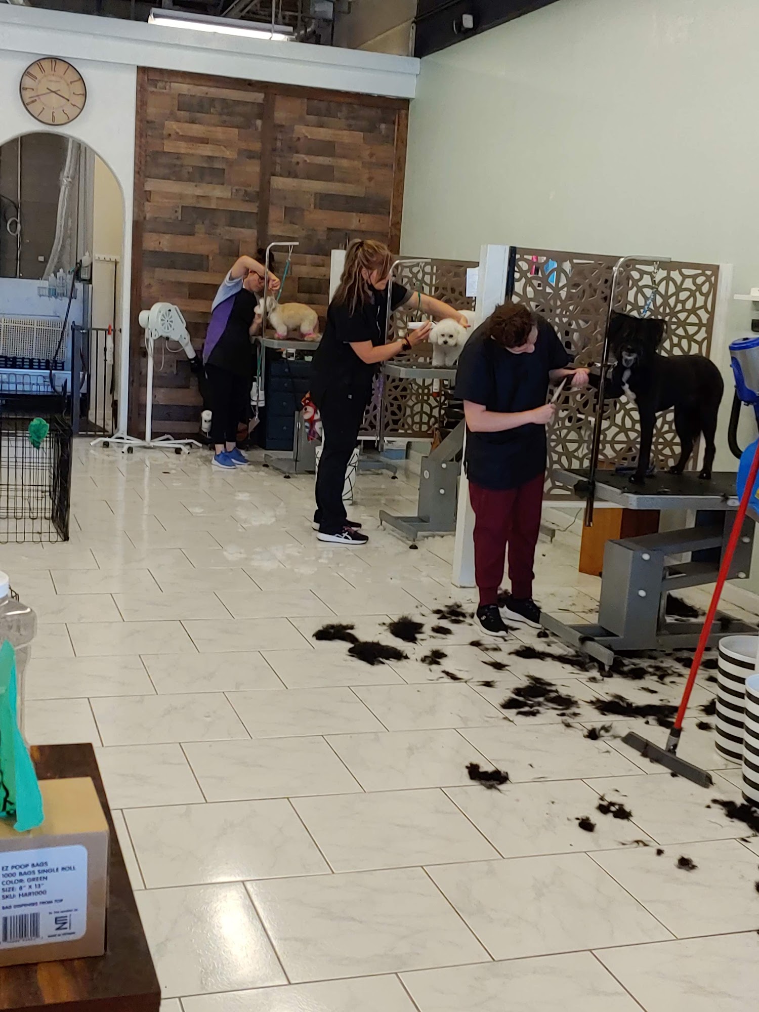 Ooodles Pet Grooming Gilbert