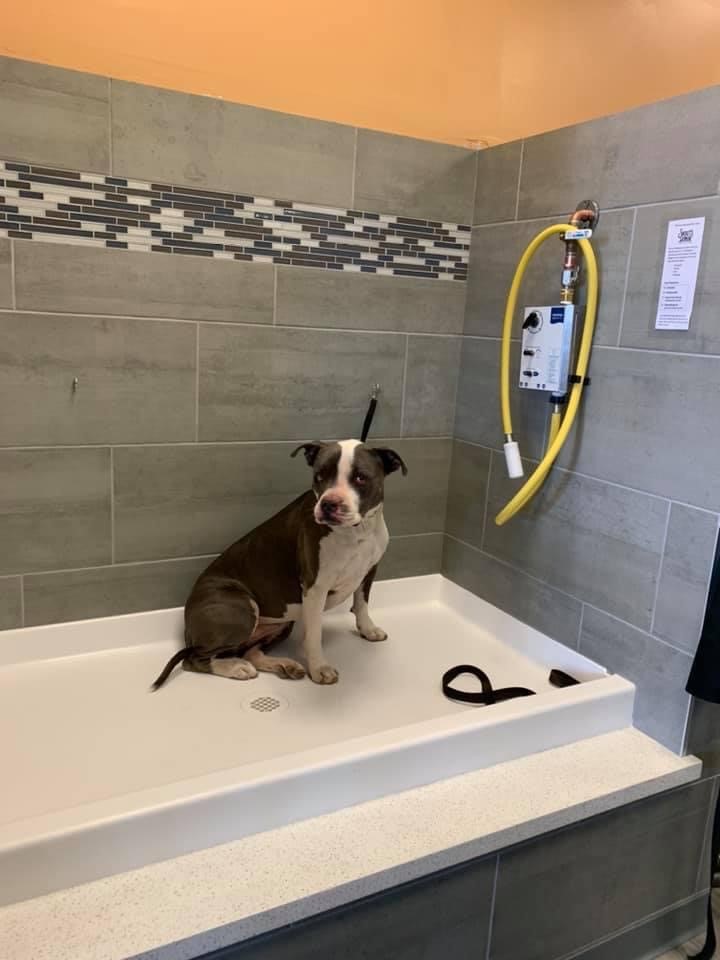 Barking Dogs Gilbert