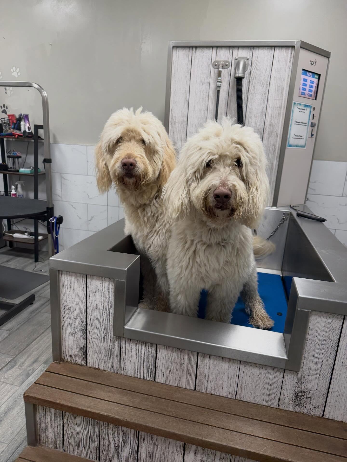 Waggin’ Tails Dog Wash Gilbert