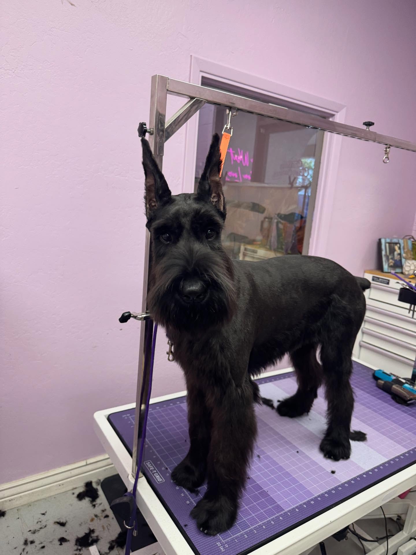 chassy's classy canines Gilbert