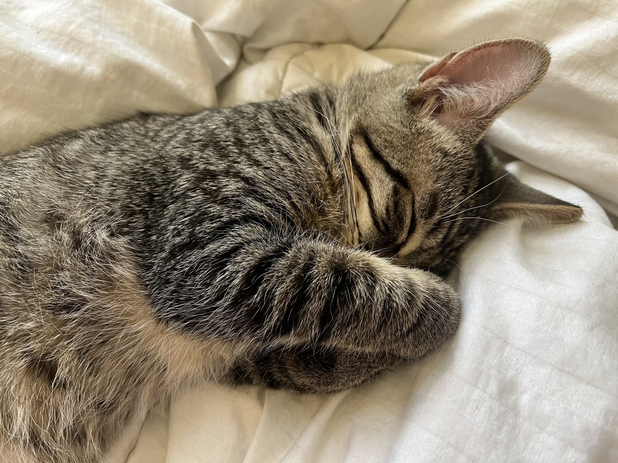 Friends For Life Animal Rescue Gilbert