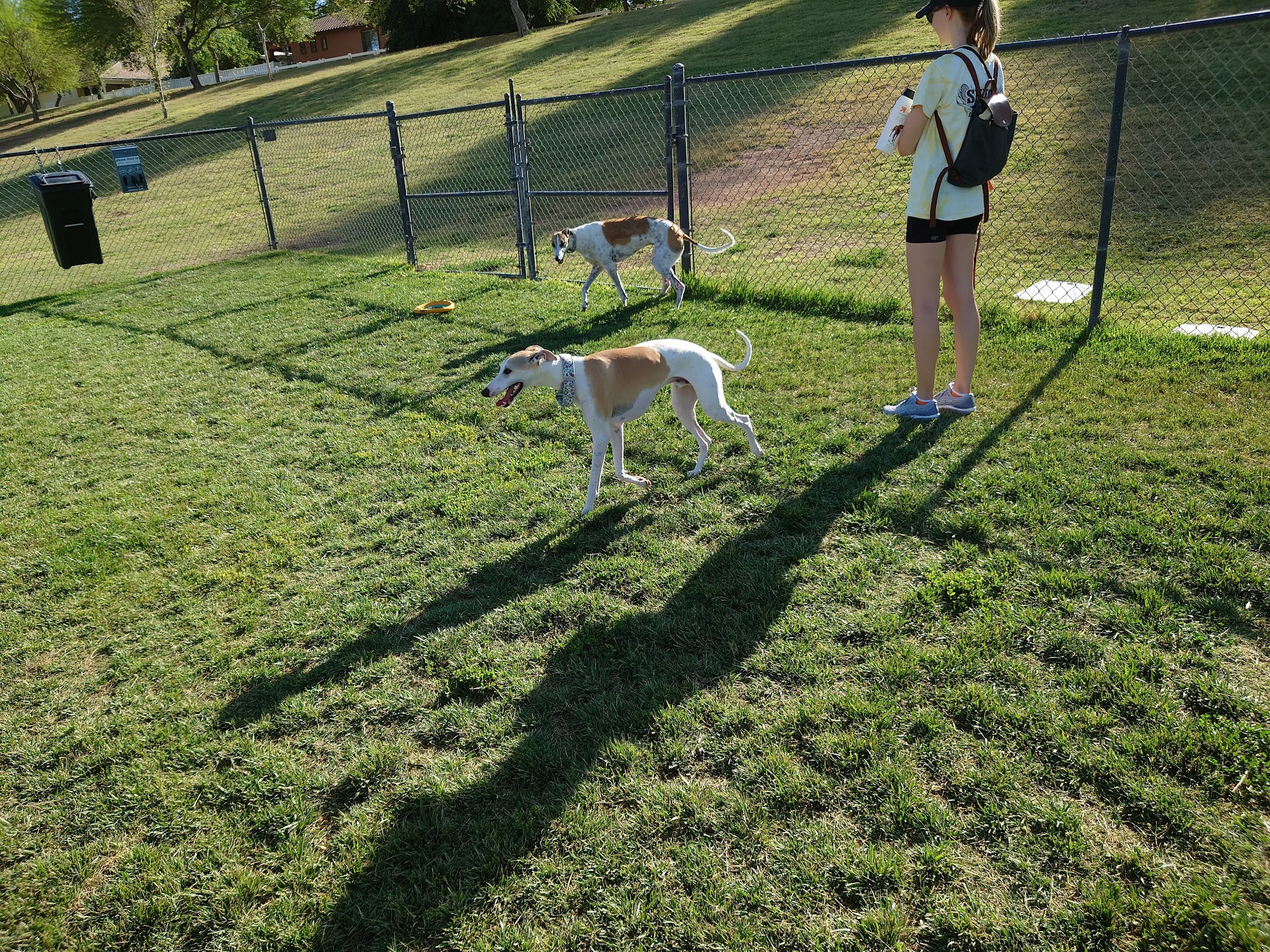 Cosmo Dog Park Gilbert