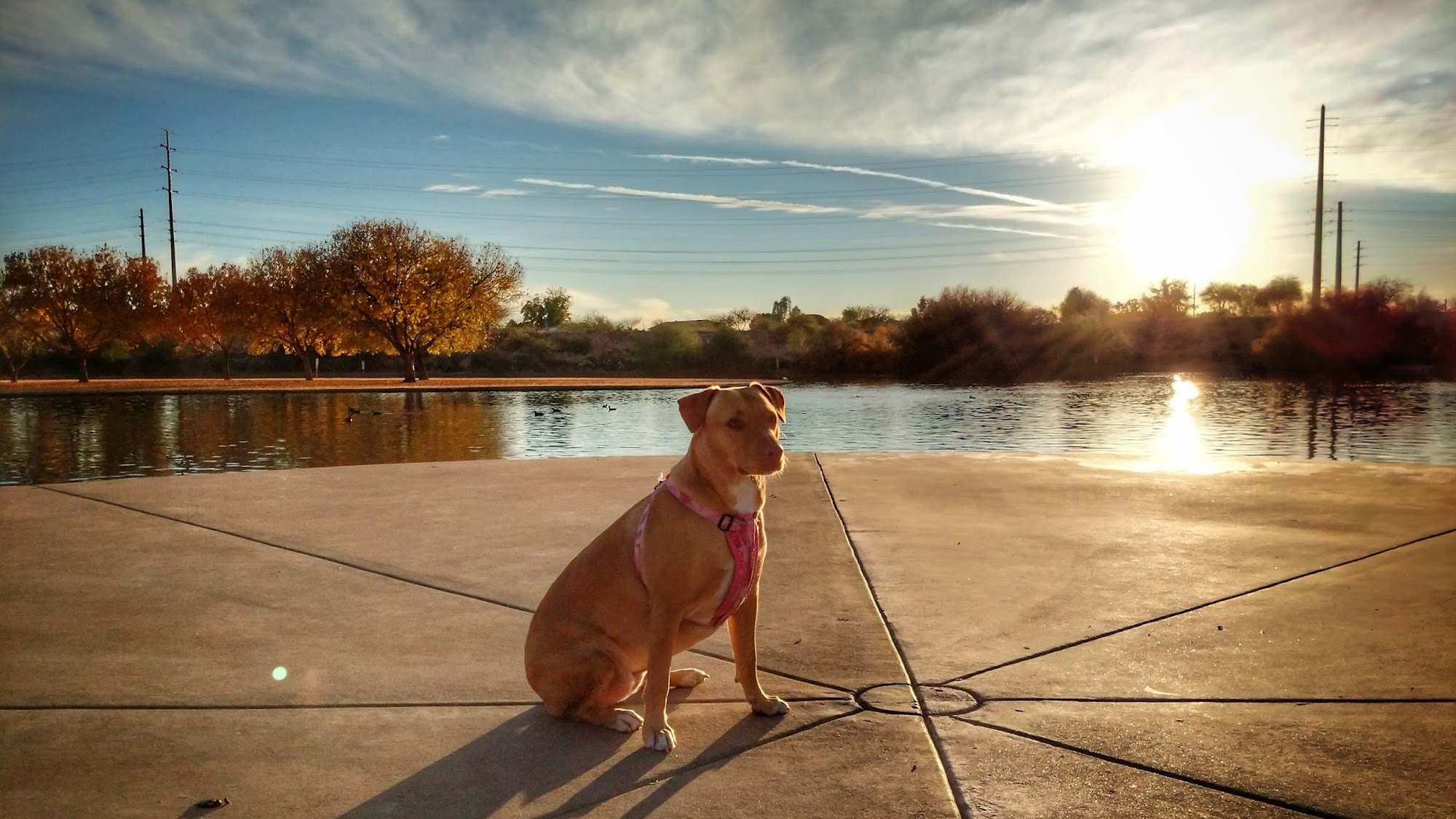 Dog Park at Crossroads Gilbert