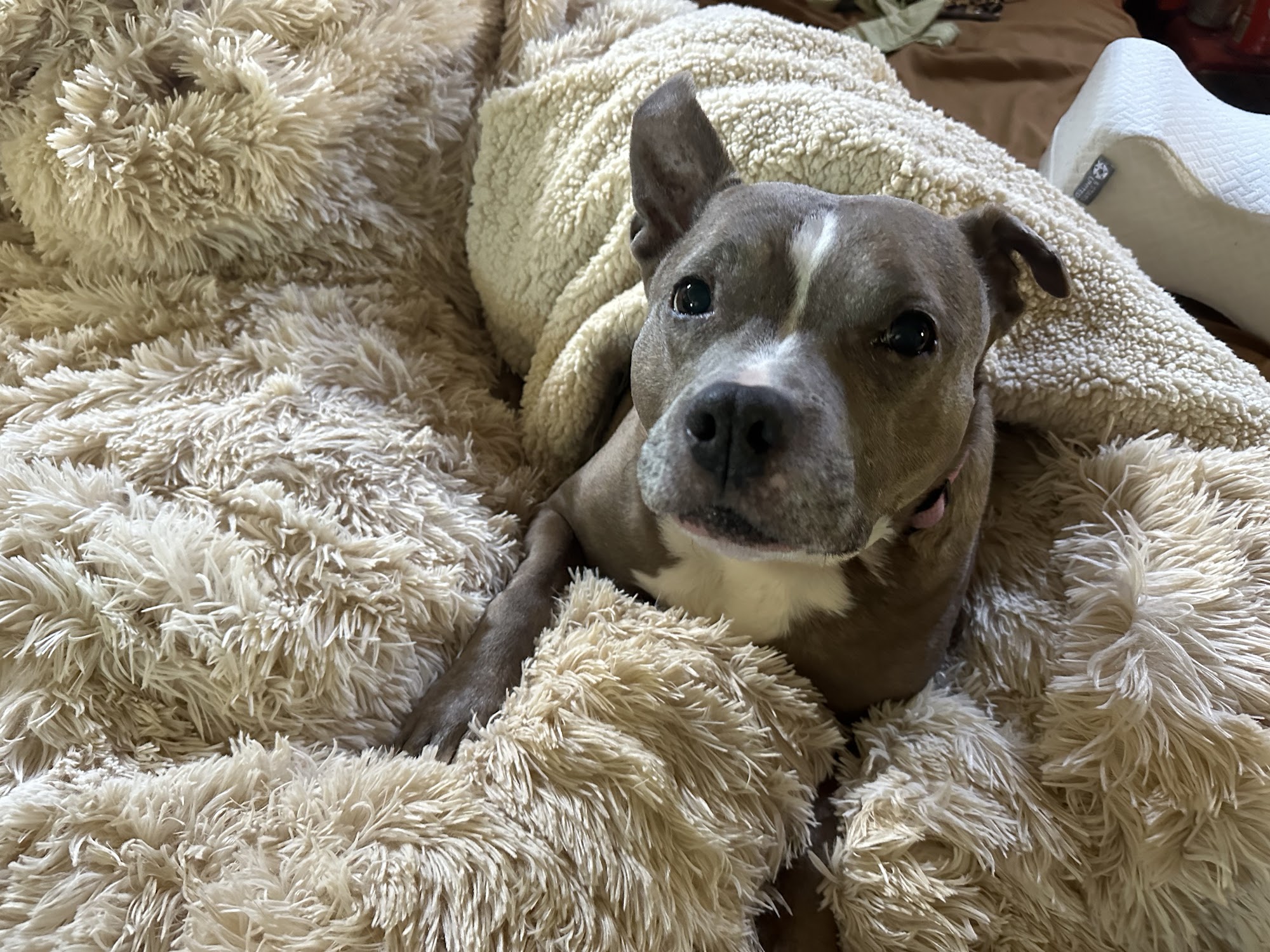 Affordable Pet Sitting AZ Gilbert