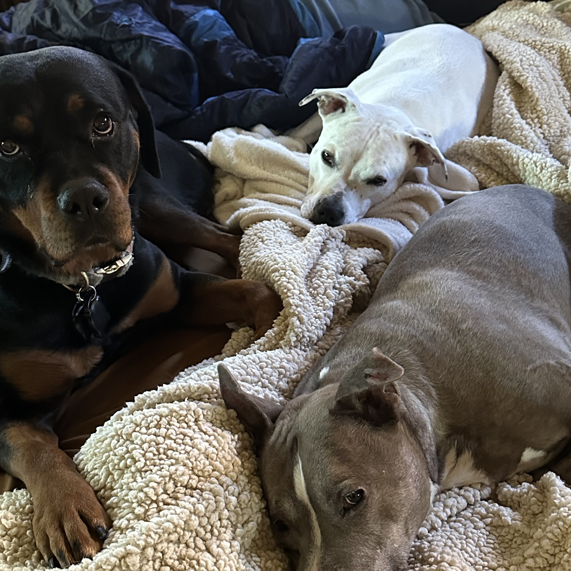 Affordable Pet Sitting AZ Gilbert