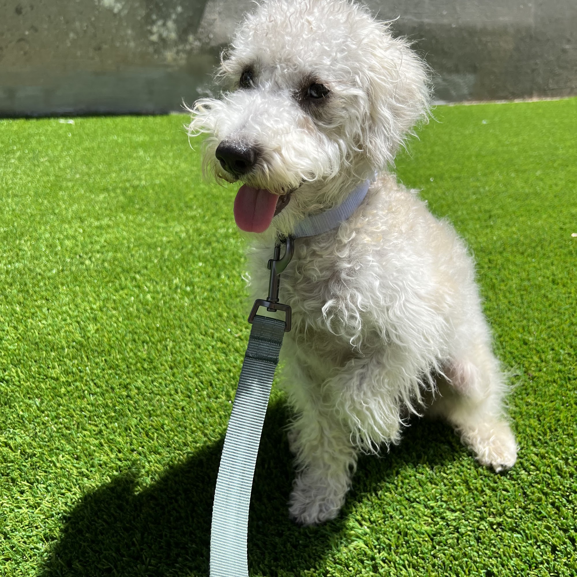 Desert Gold Ranch Gilbert