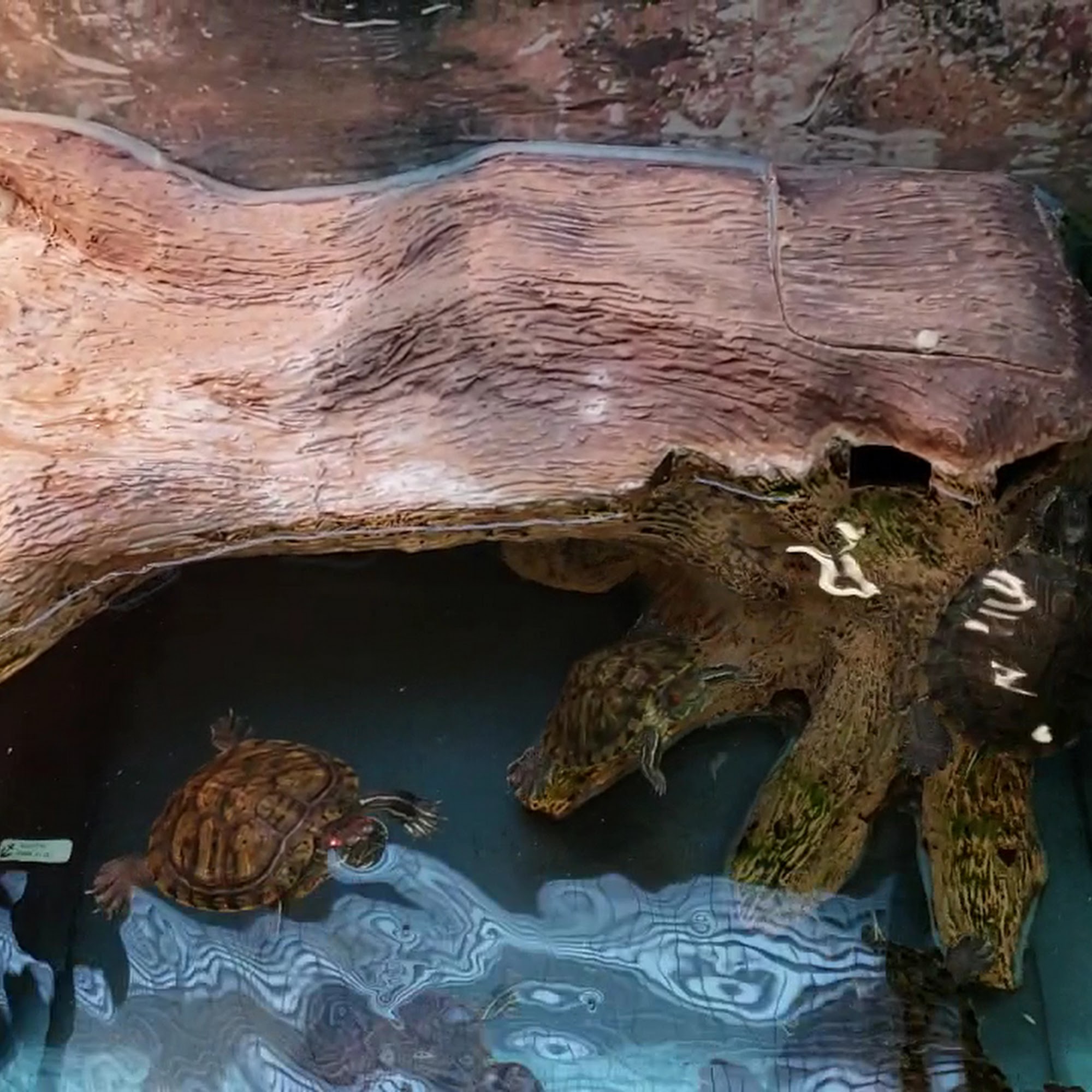 Petco Glendale
