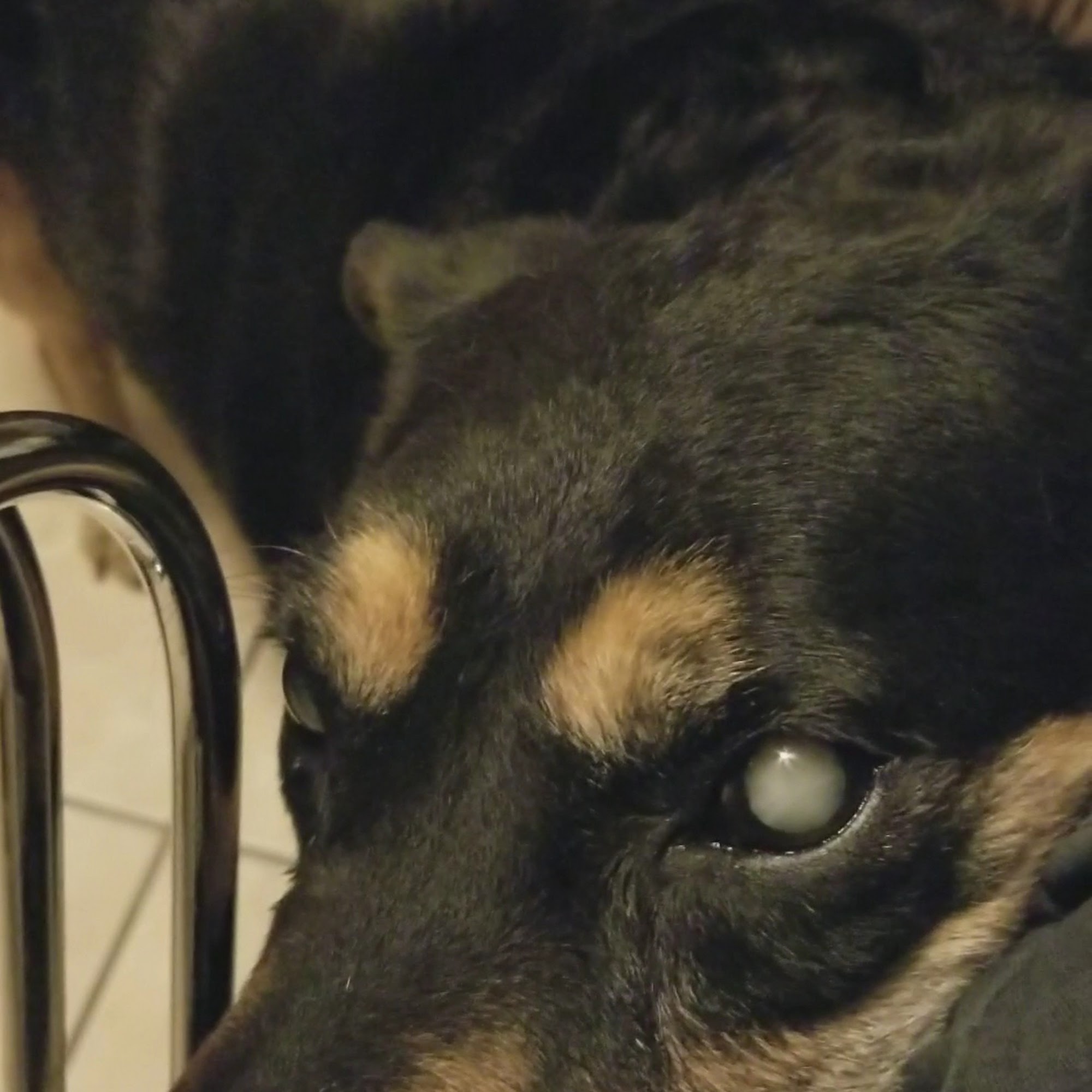 Sun Valley Hope Animal Hospital Glendale