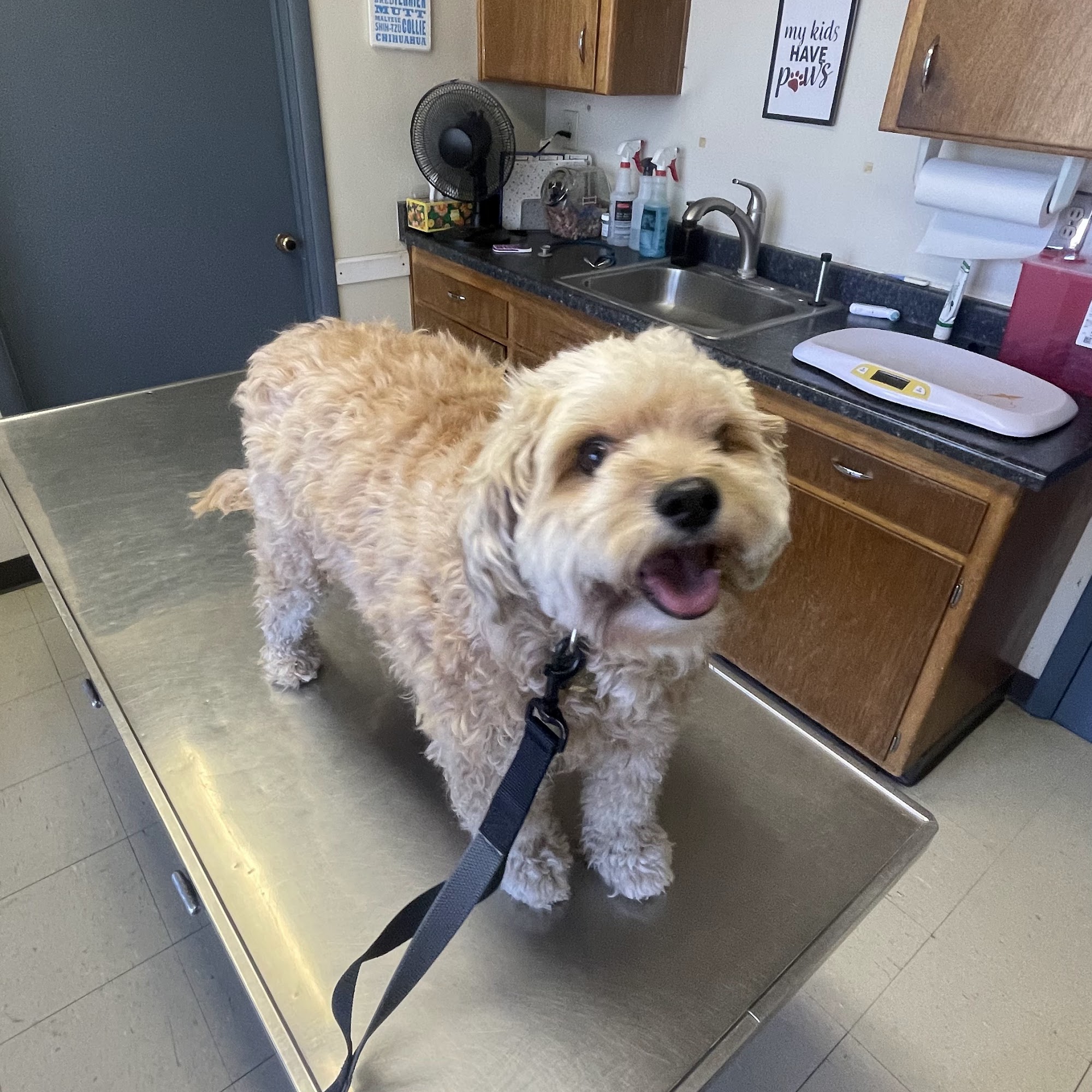 Glenfair Veterinary Hospital Glendale