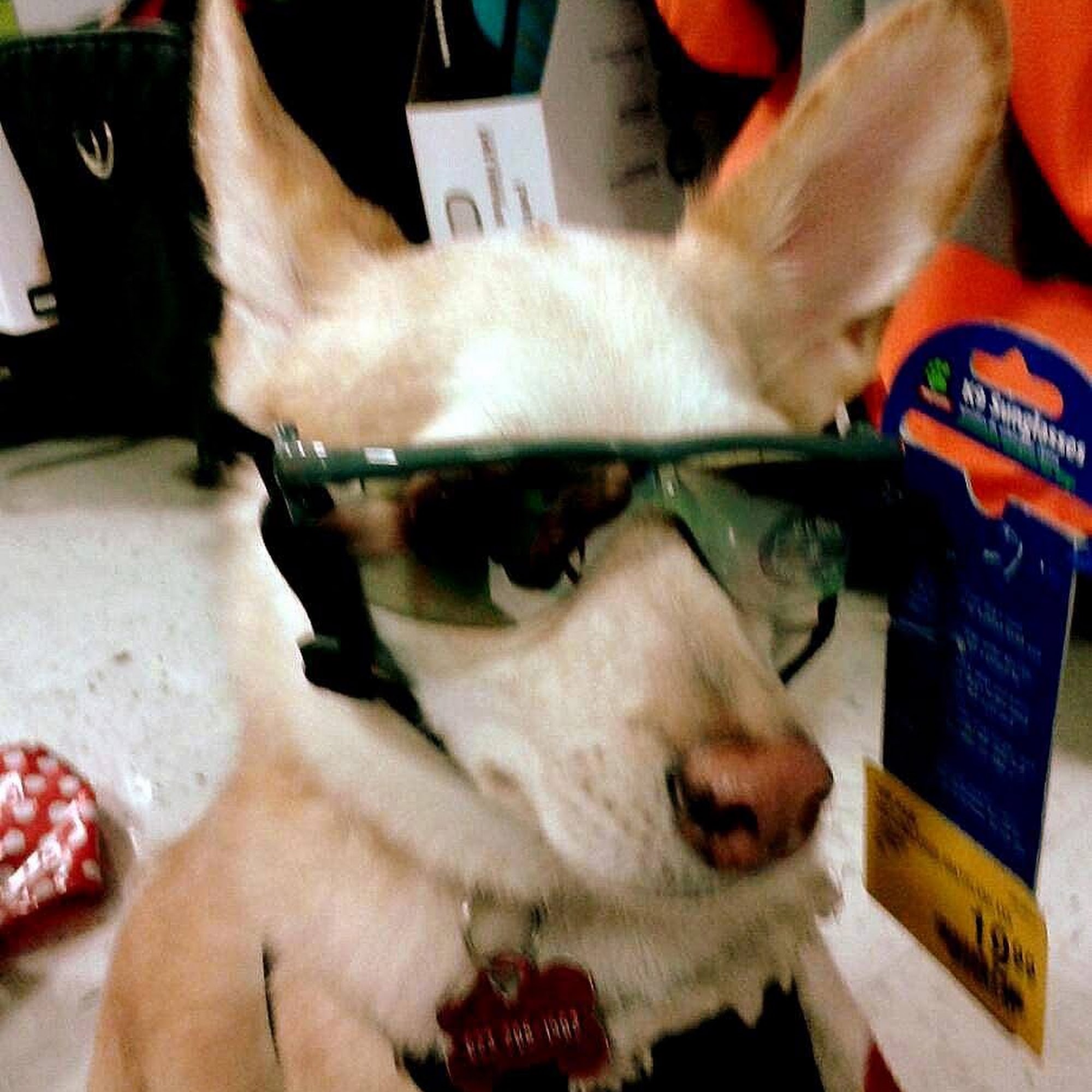 Apollo Animal Hospital Glendale