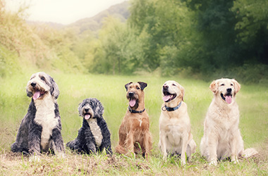 Apollo Animal Hospital Glendale