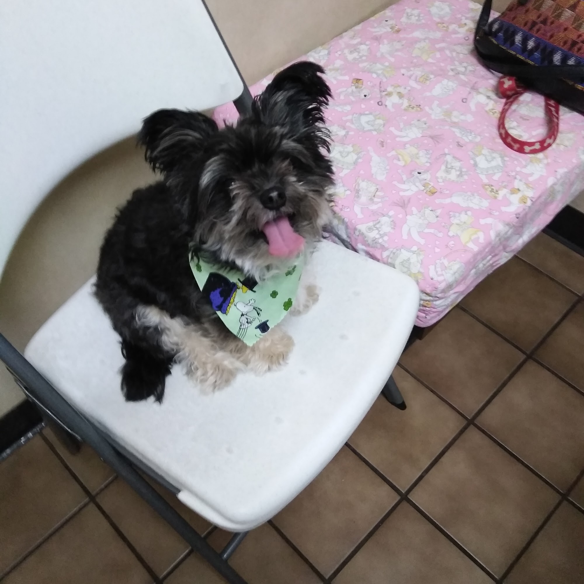 43rd Avenue Animal Hospital Glendale