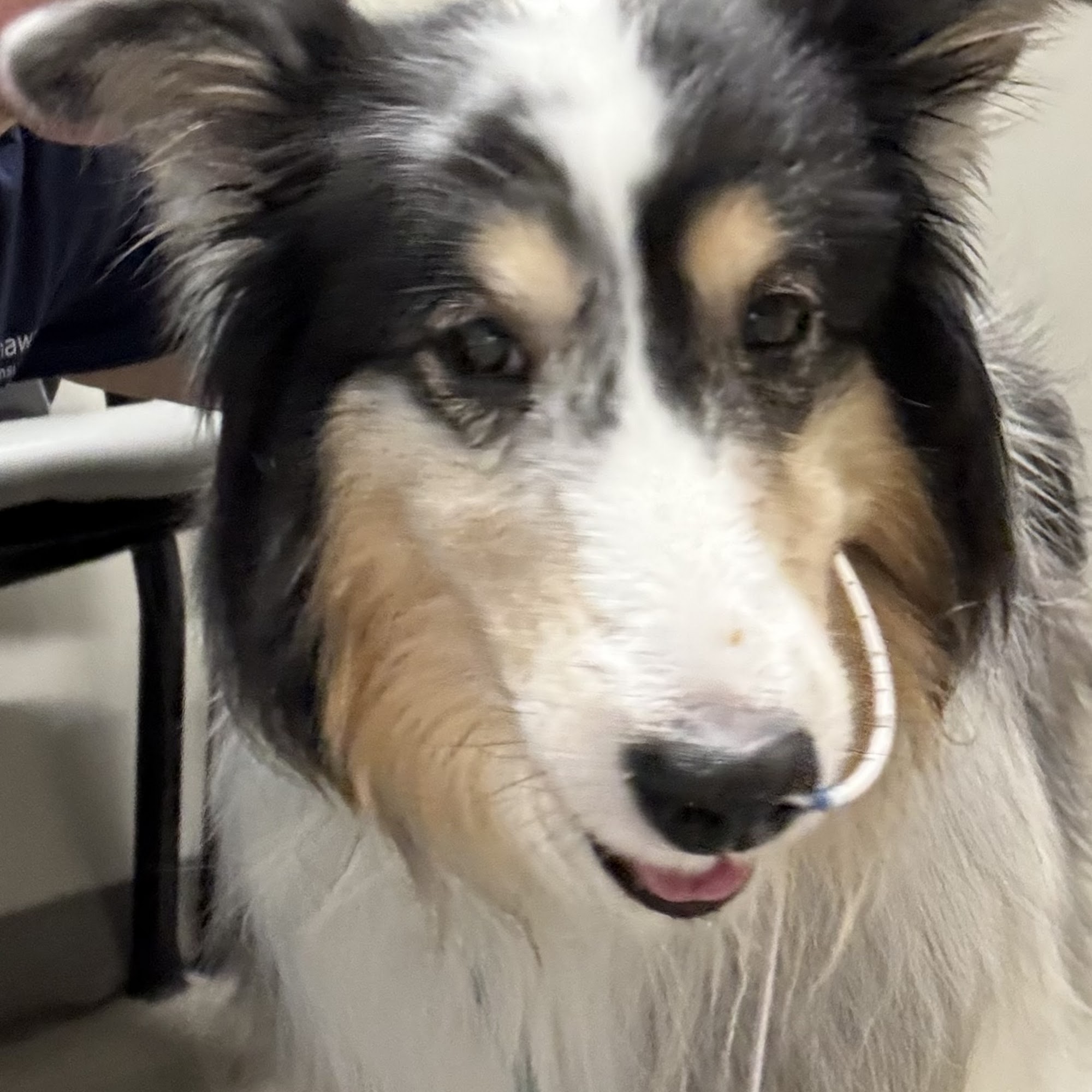 Apollo North Animal Hospital Glendale