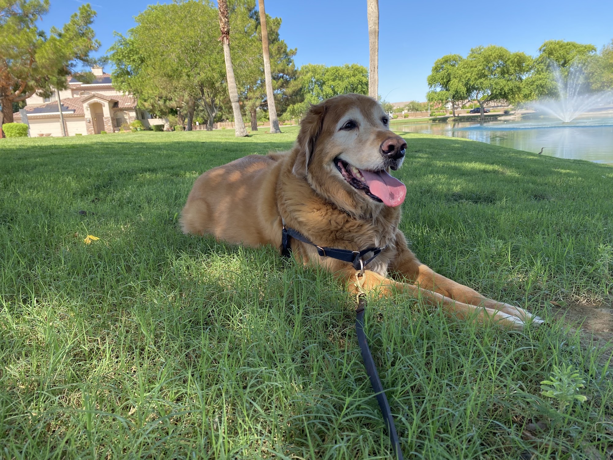 Apollo North Animal Hospital Glendale