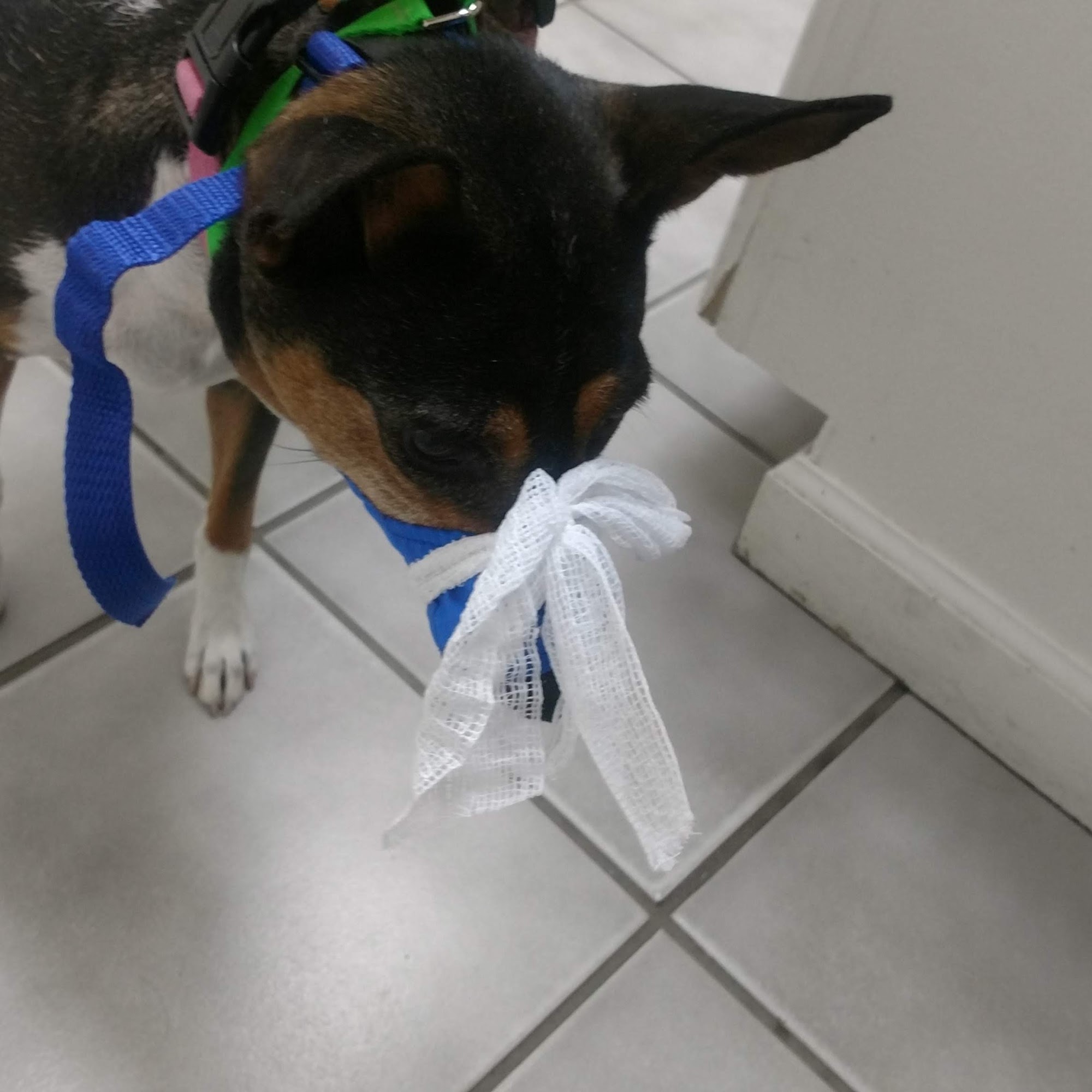 Sunburst Animal Hospital Glendale