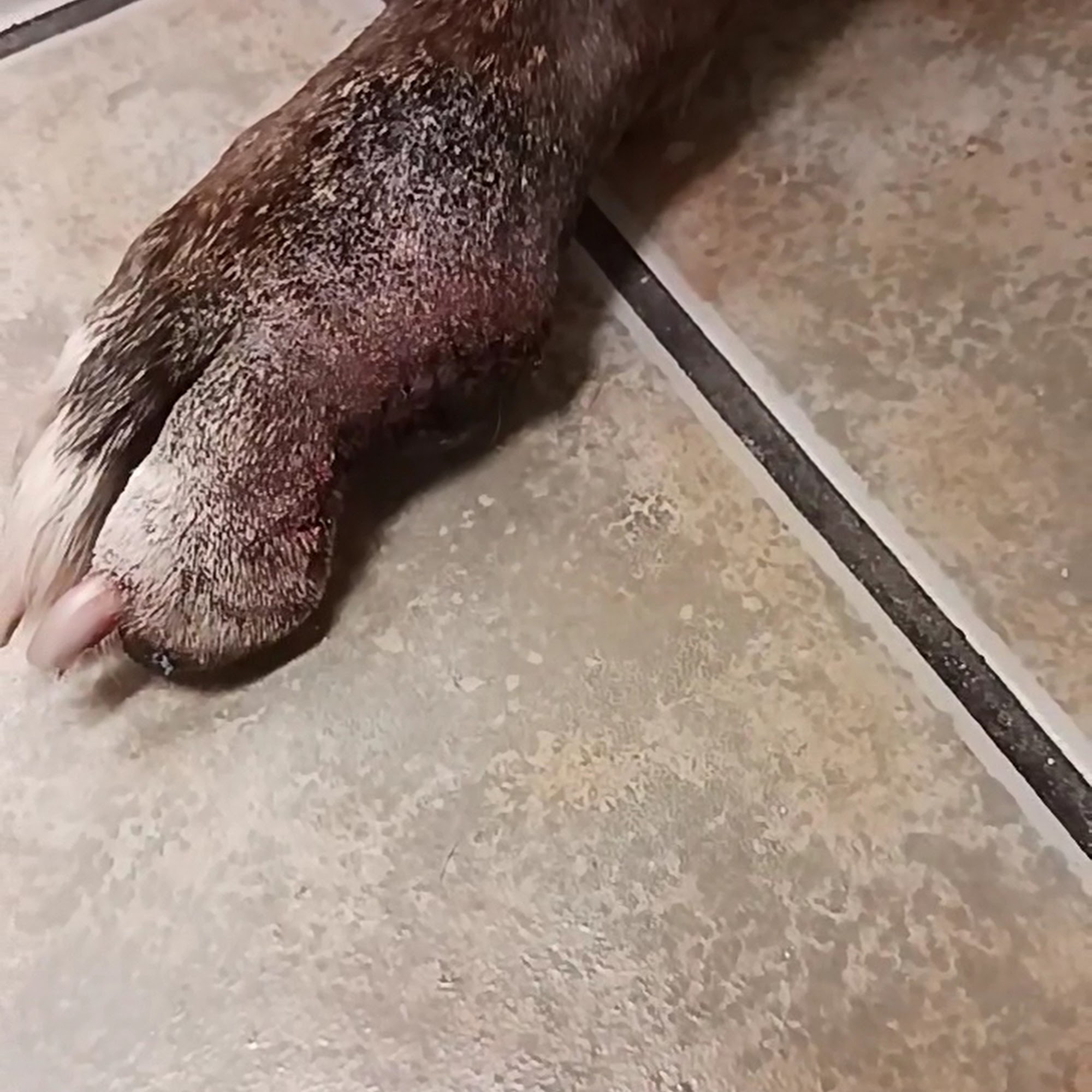 Beardsley Animal Hospital Glendale