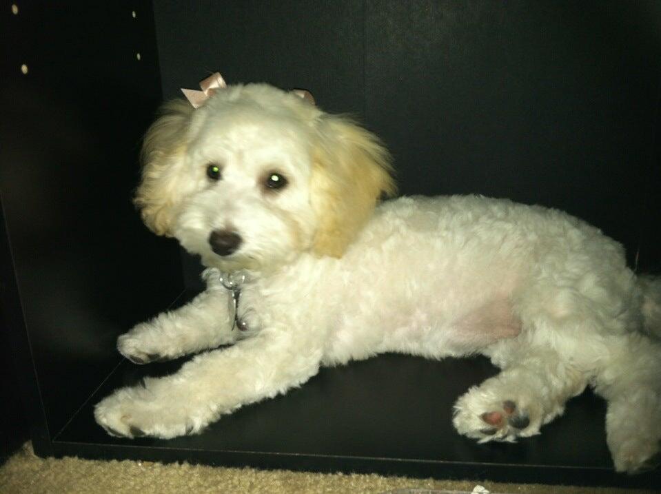 Posh Wash Dog Wash Glendale