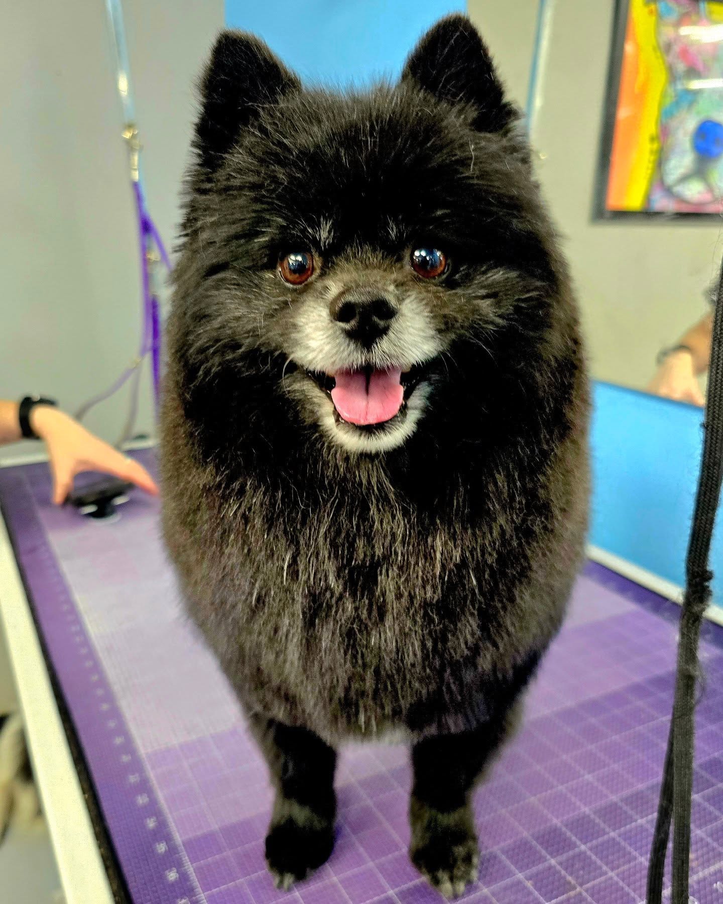 Cut & Dry Pet Salon Glendale
