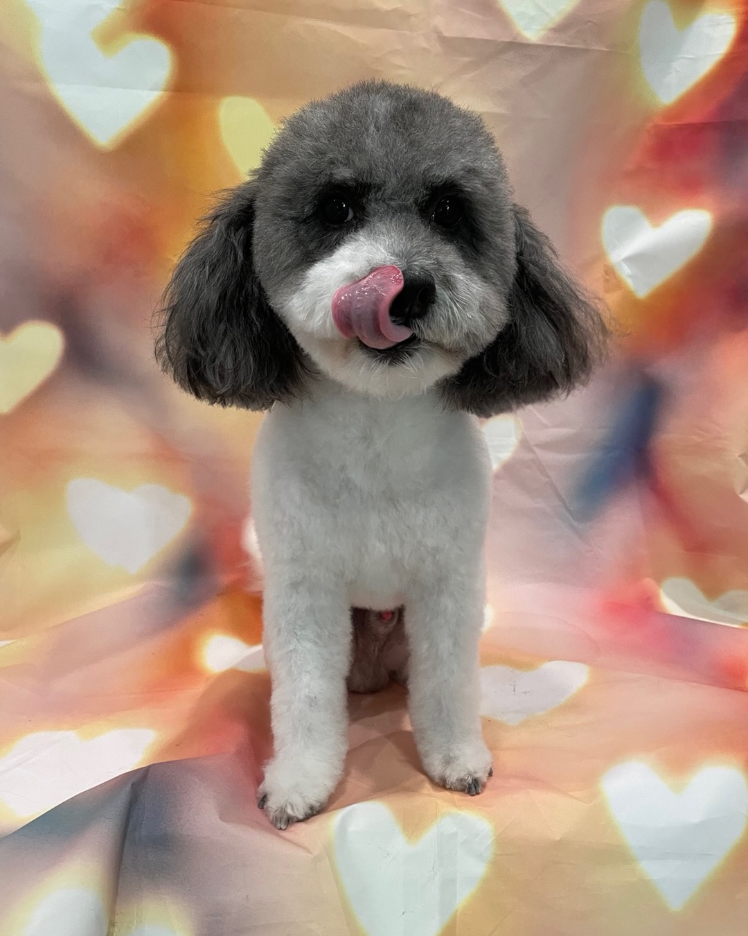 Mary’s Professional Pet Grooming LLC Glendale