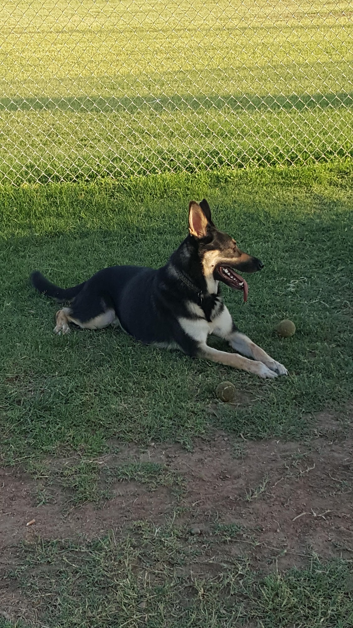Foothills Dog Park Glendale