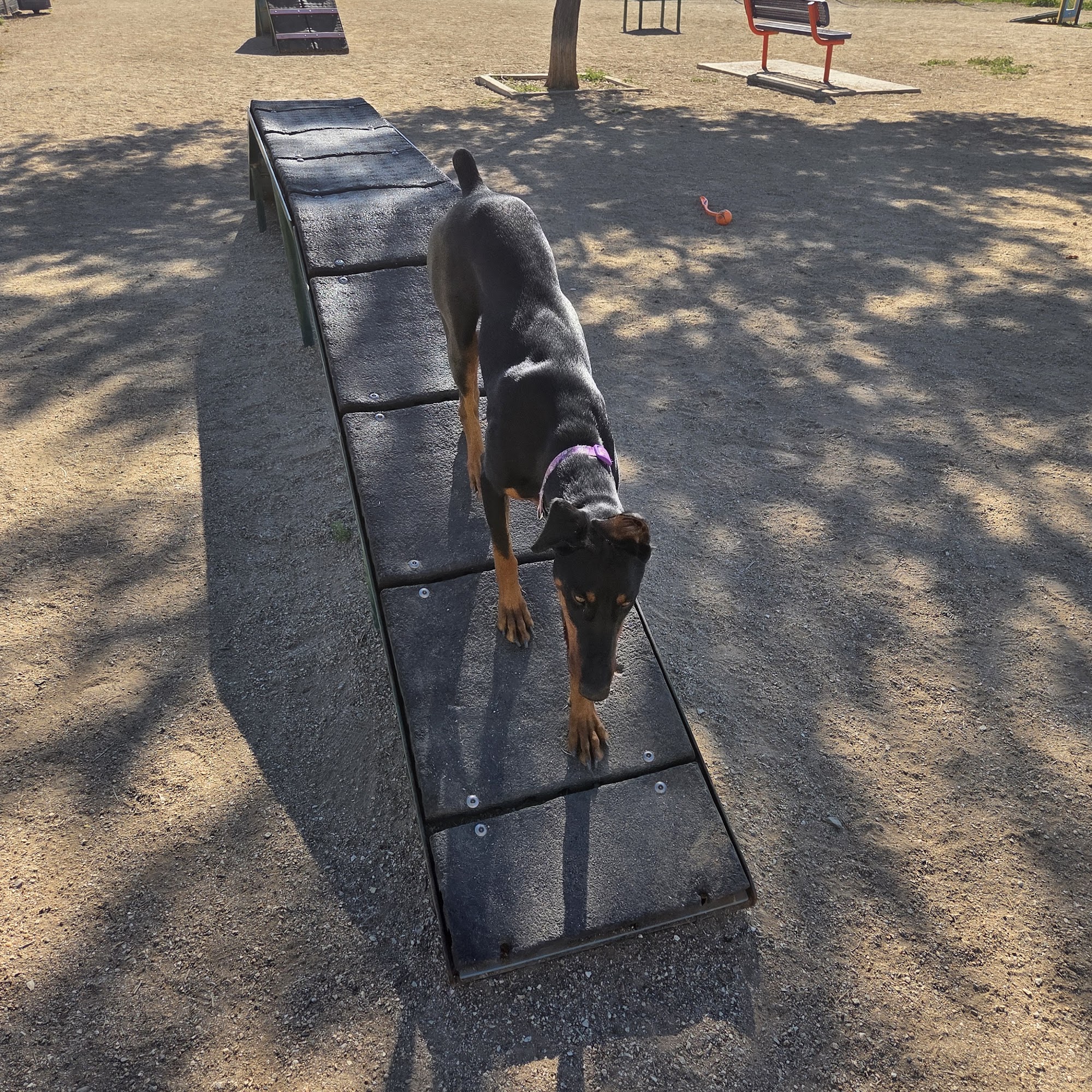 Foothills Dog Park Glendale