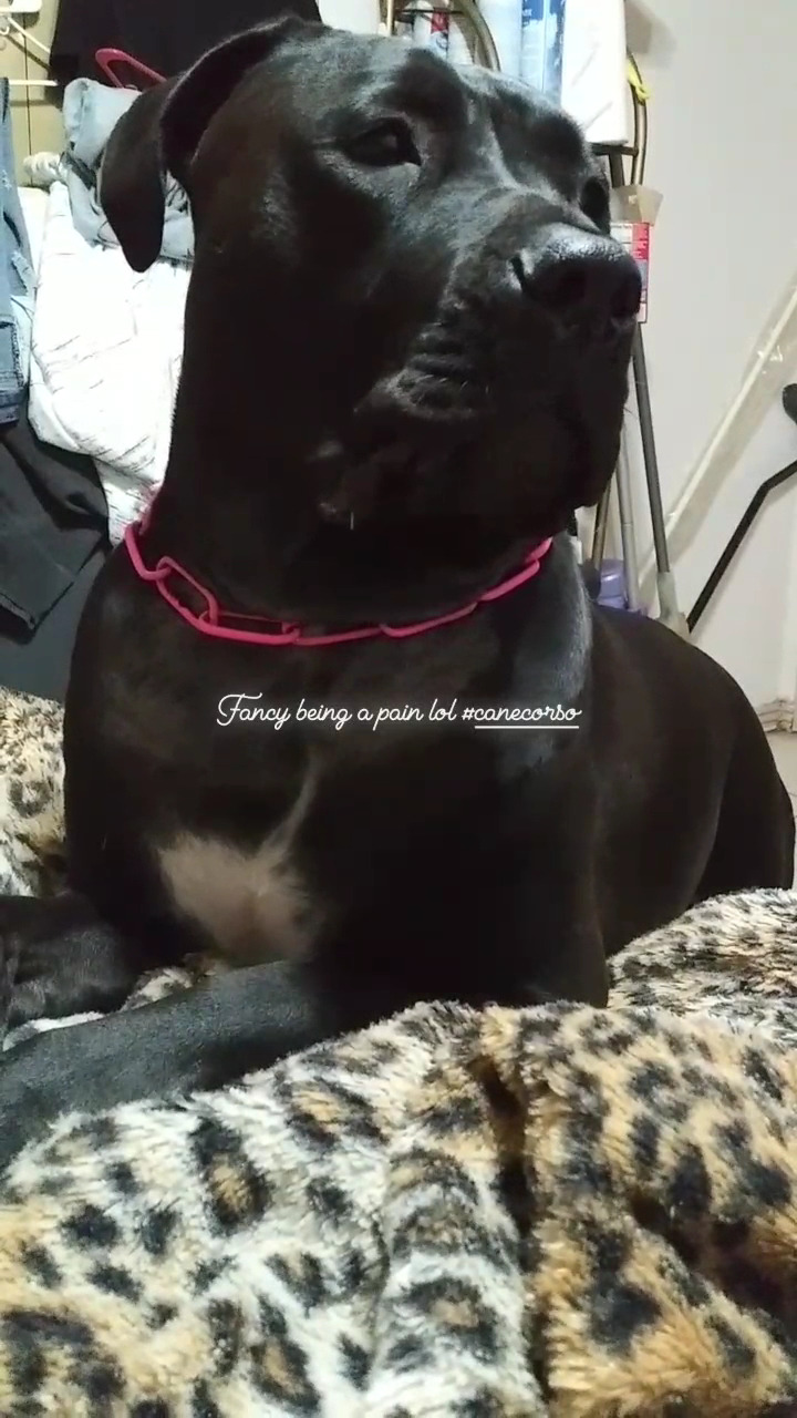 Pet Life Veterinary Clinic Glendale