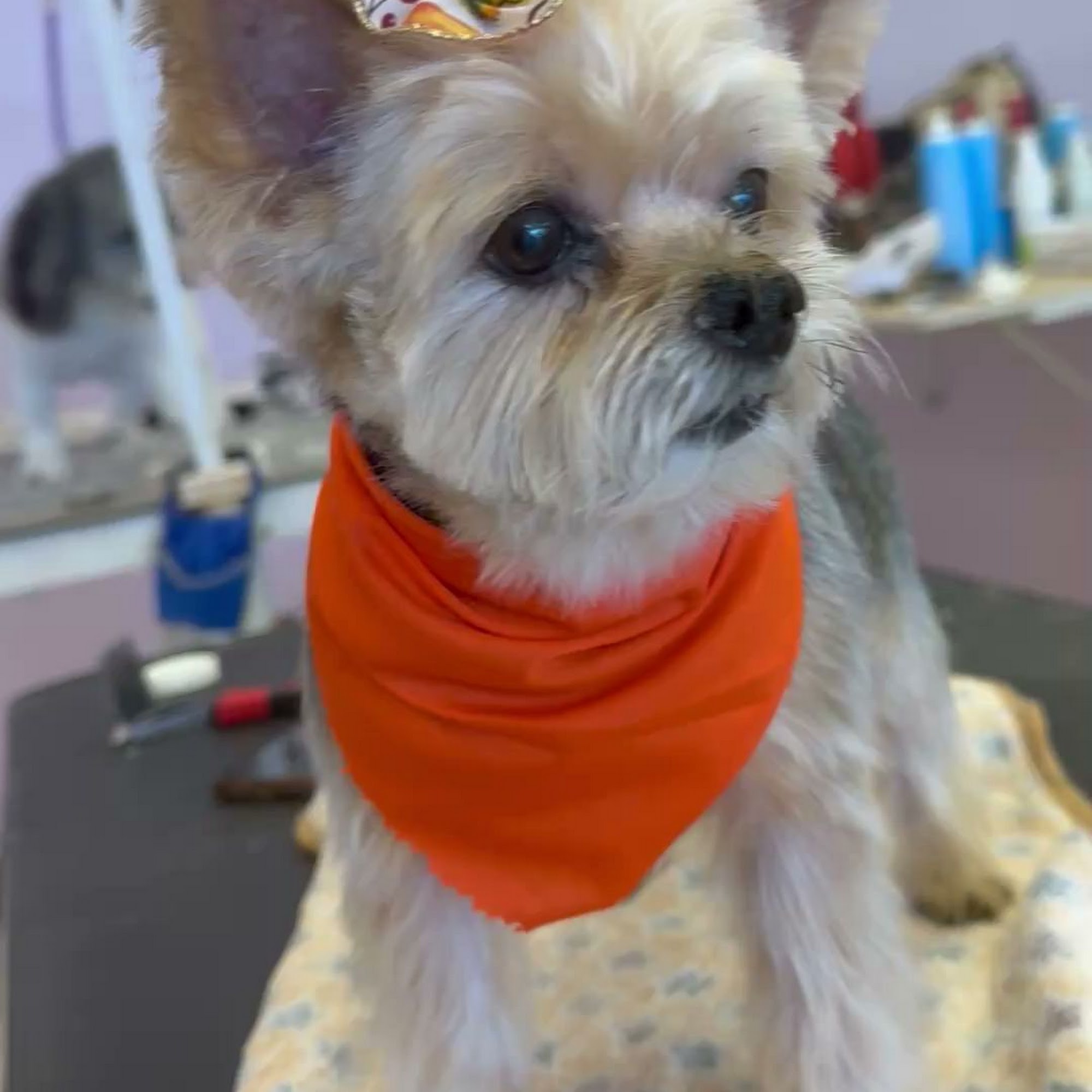 BarNer grooming Glendale