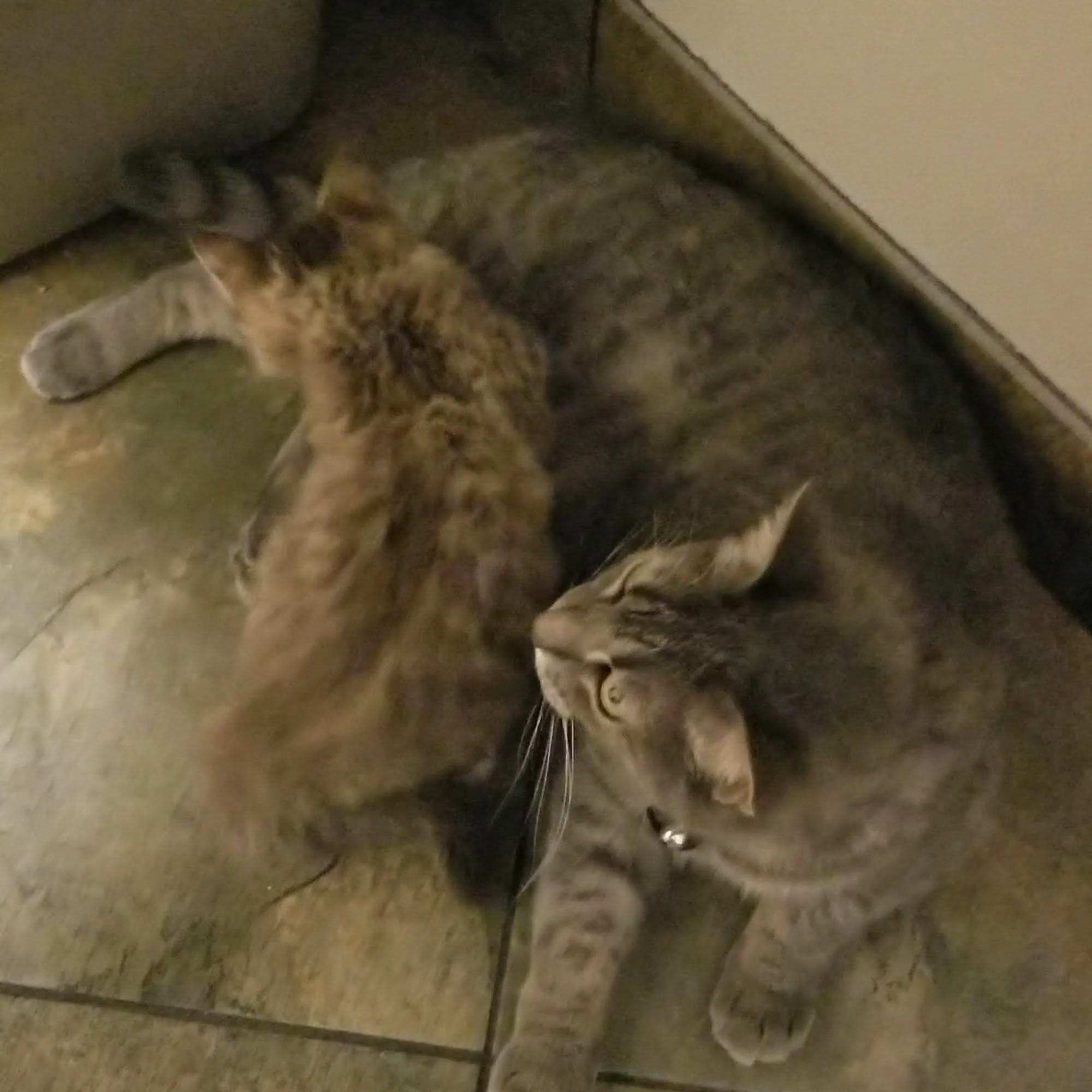 Desert Sky Animal Hospital Glendale