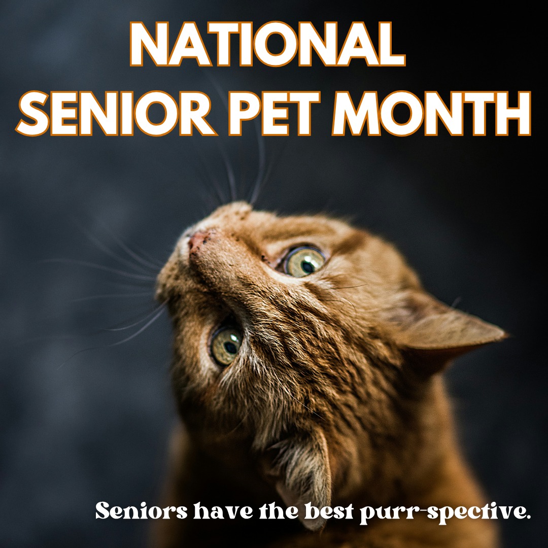 Desert Sky Animal Hospital Glendale