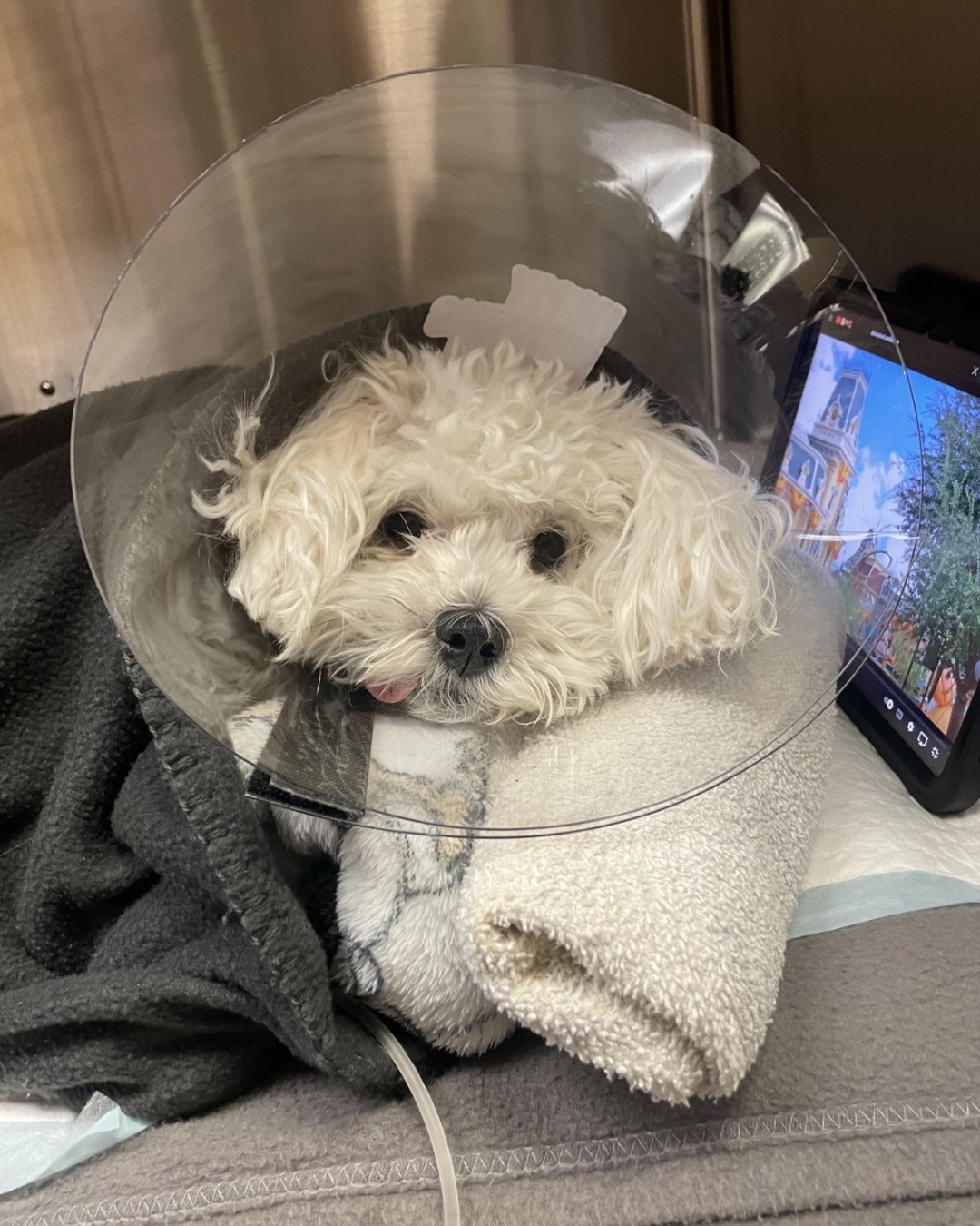 CARE Animal Surgery Center Glendale