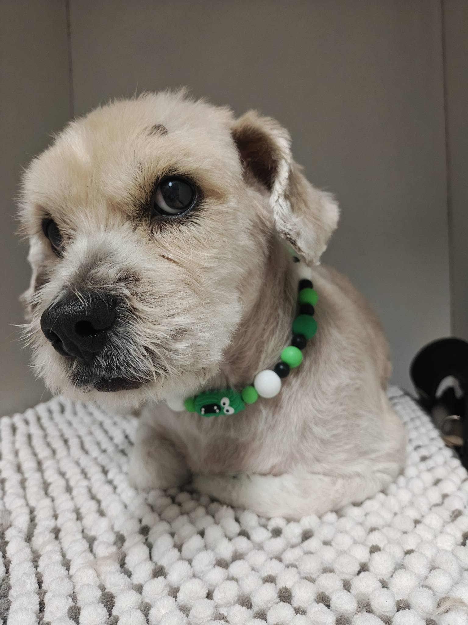 The Groomer Glendale