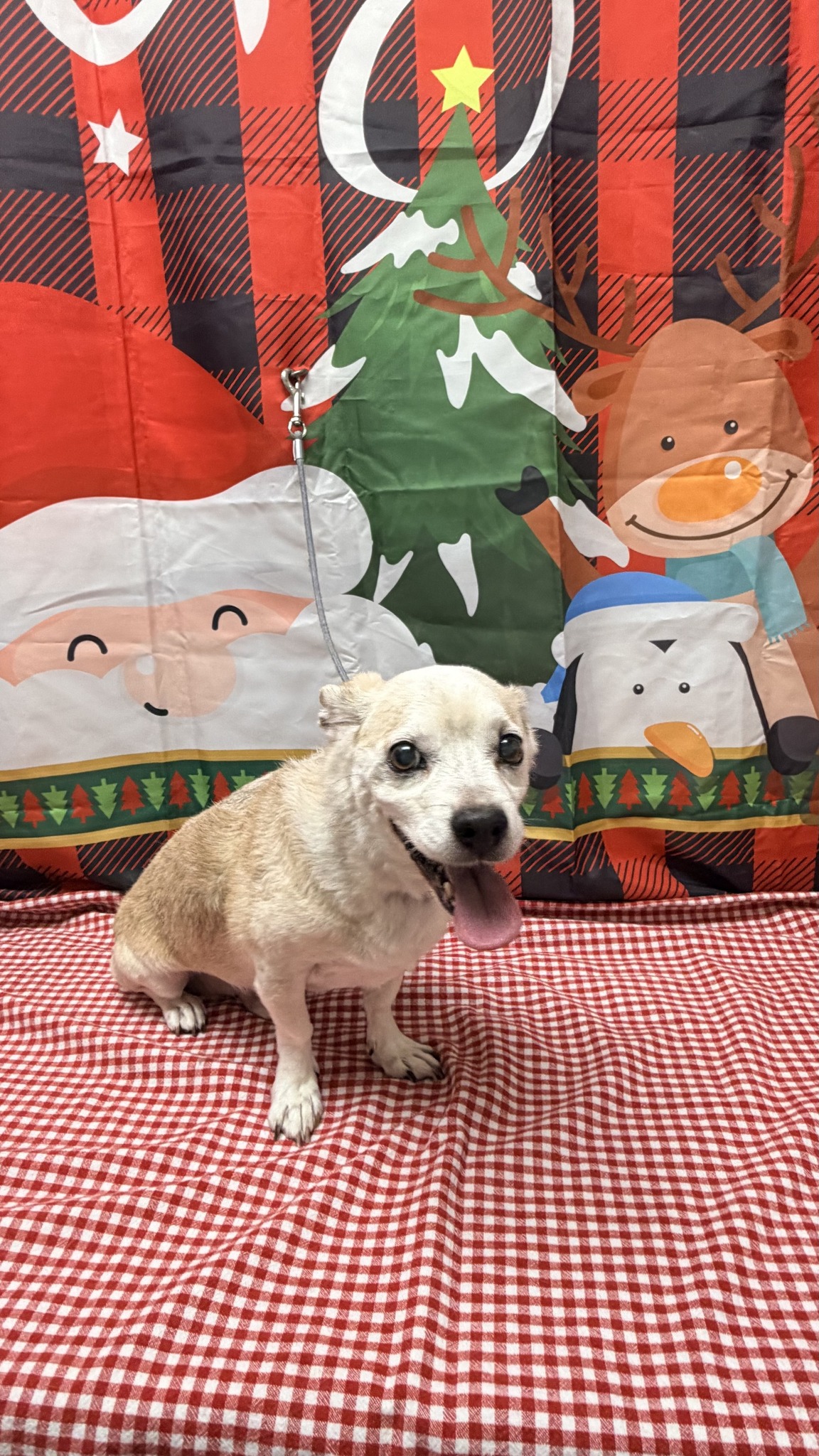 Acoma Grooming Glendale